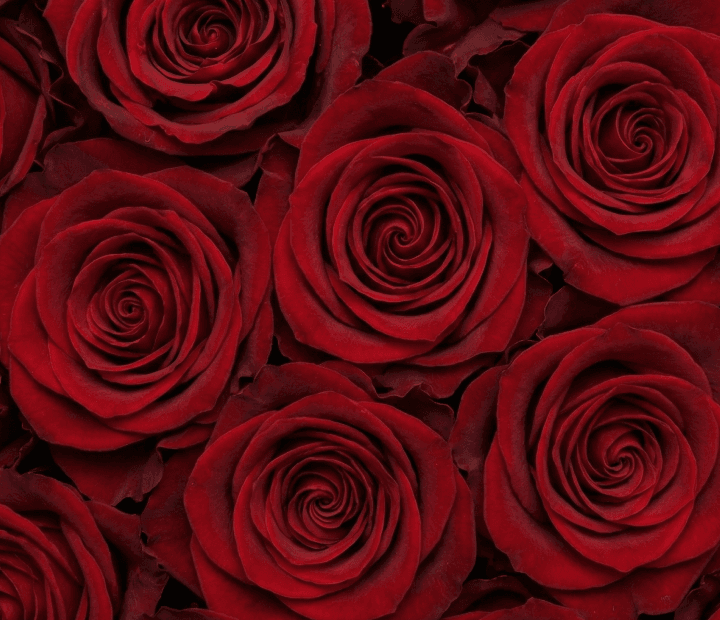 EXPLORER® by INTERPLANT