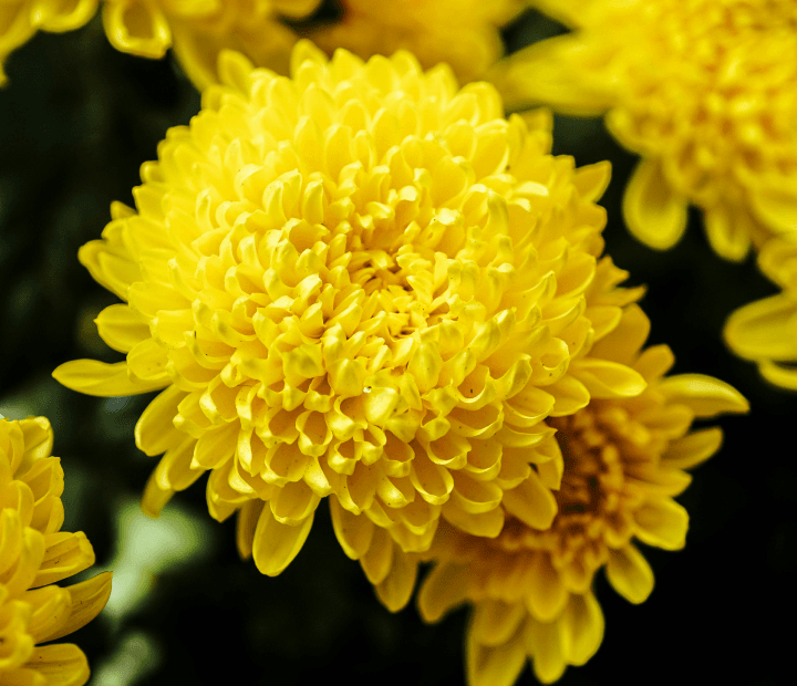 ASTROID® by MAGNIFICA