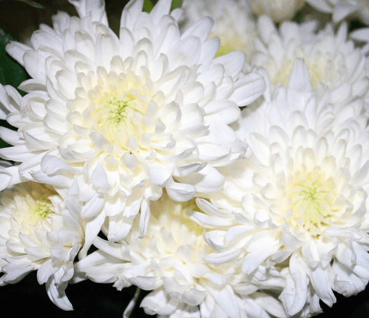 GAGARIN® by MAGNIFICA