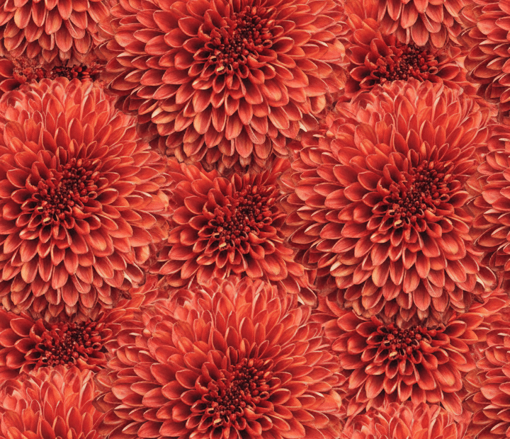 PALADOV DARK® by MAGNIFICA