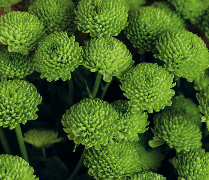 ALEMANI® by MAGNIFICA