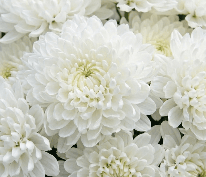 SILENT® by MAGNIFICA