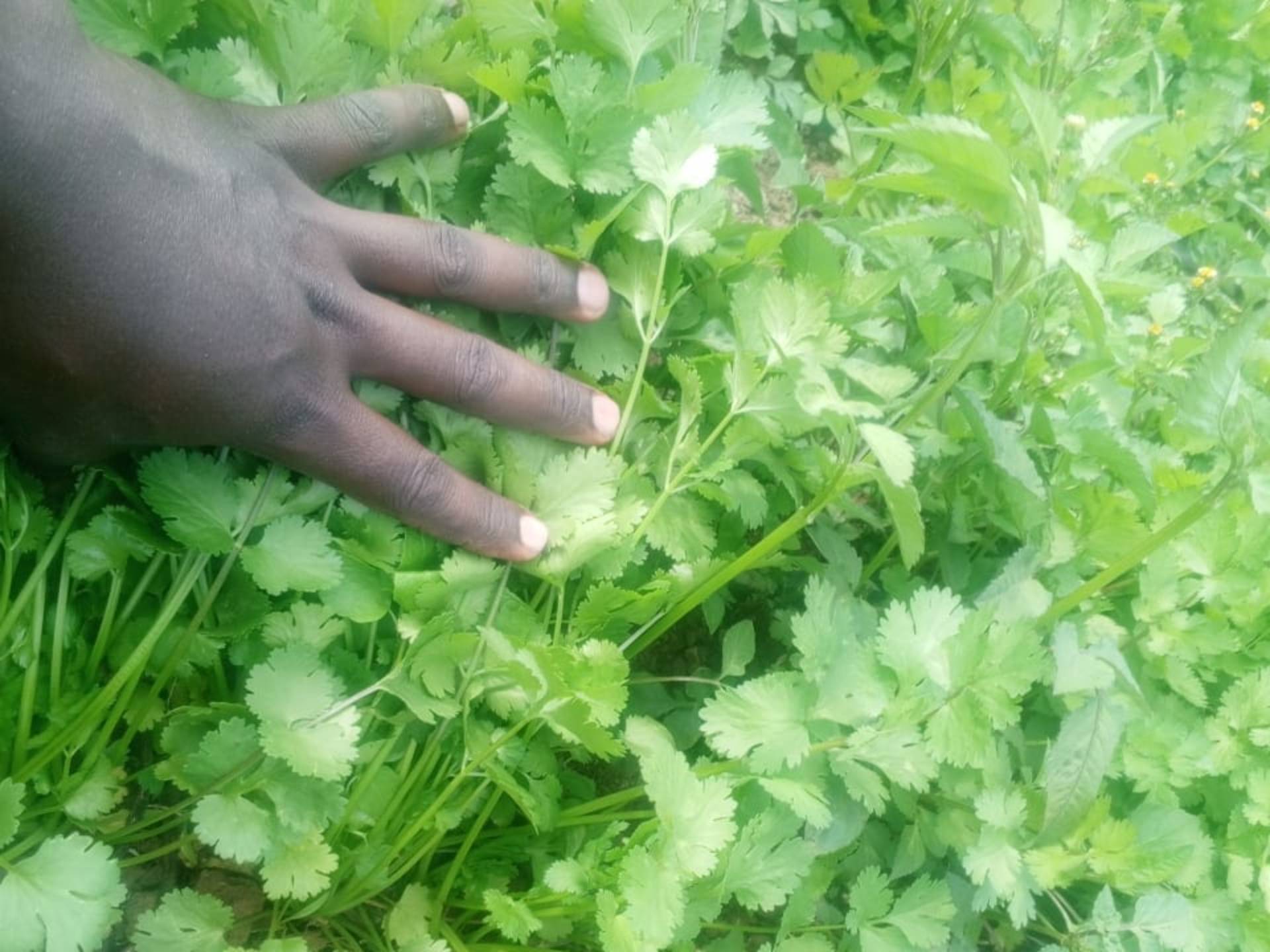 Corriander/DHANIA Available for sale