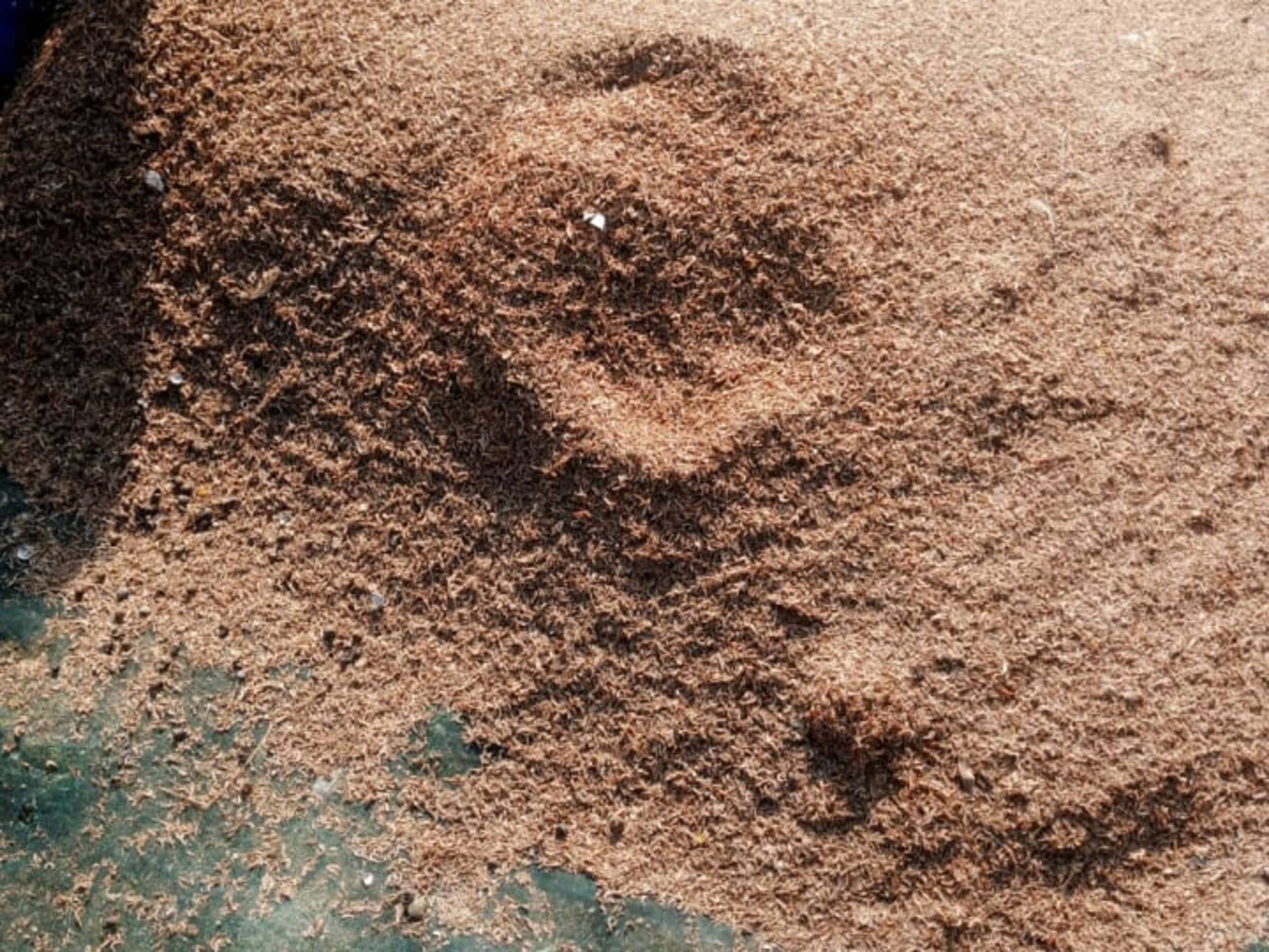 Ochonga