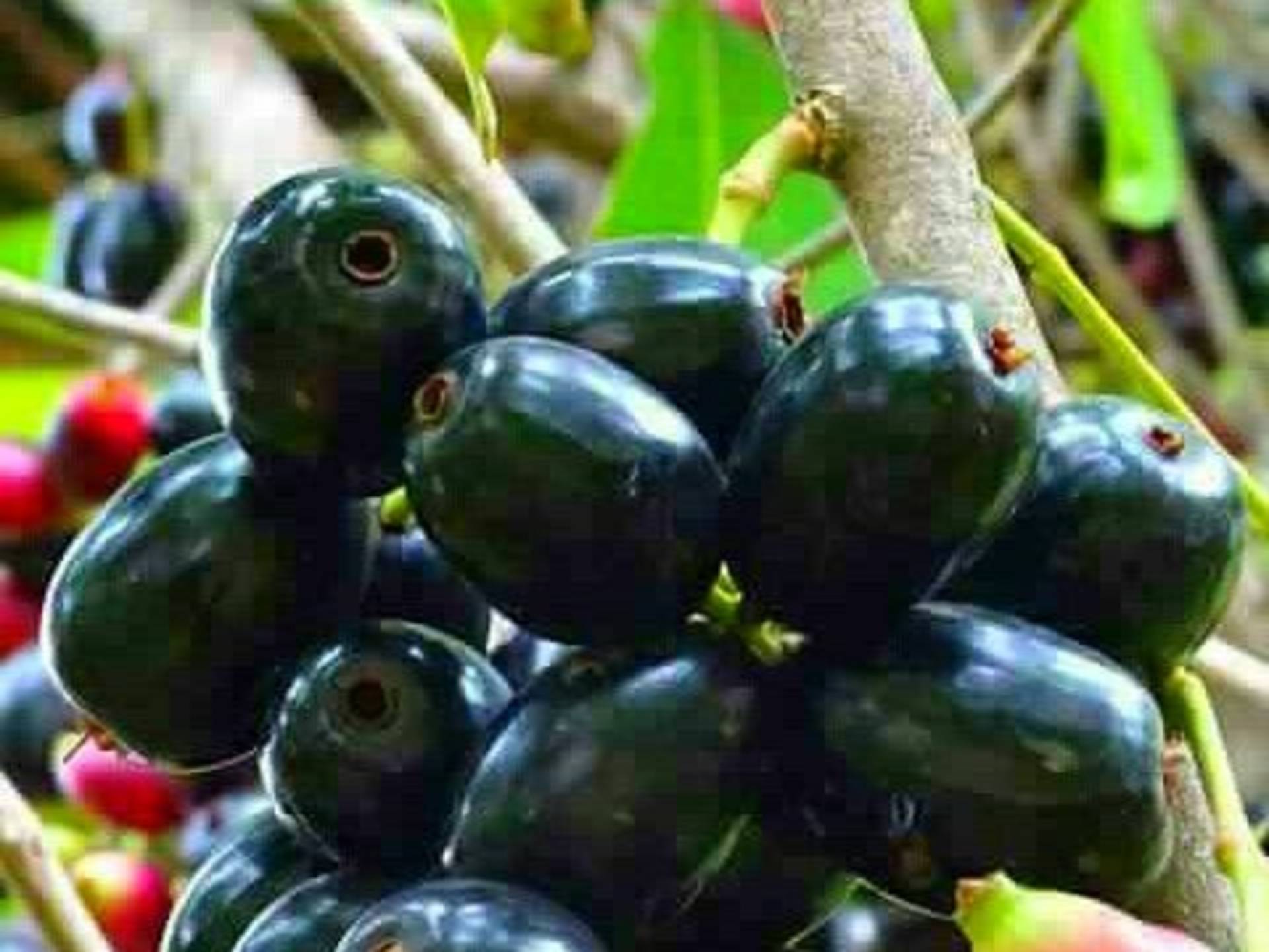 Zambarau/ Syzygium/ Java Plum Seedlings