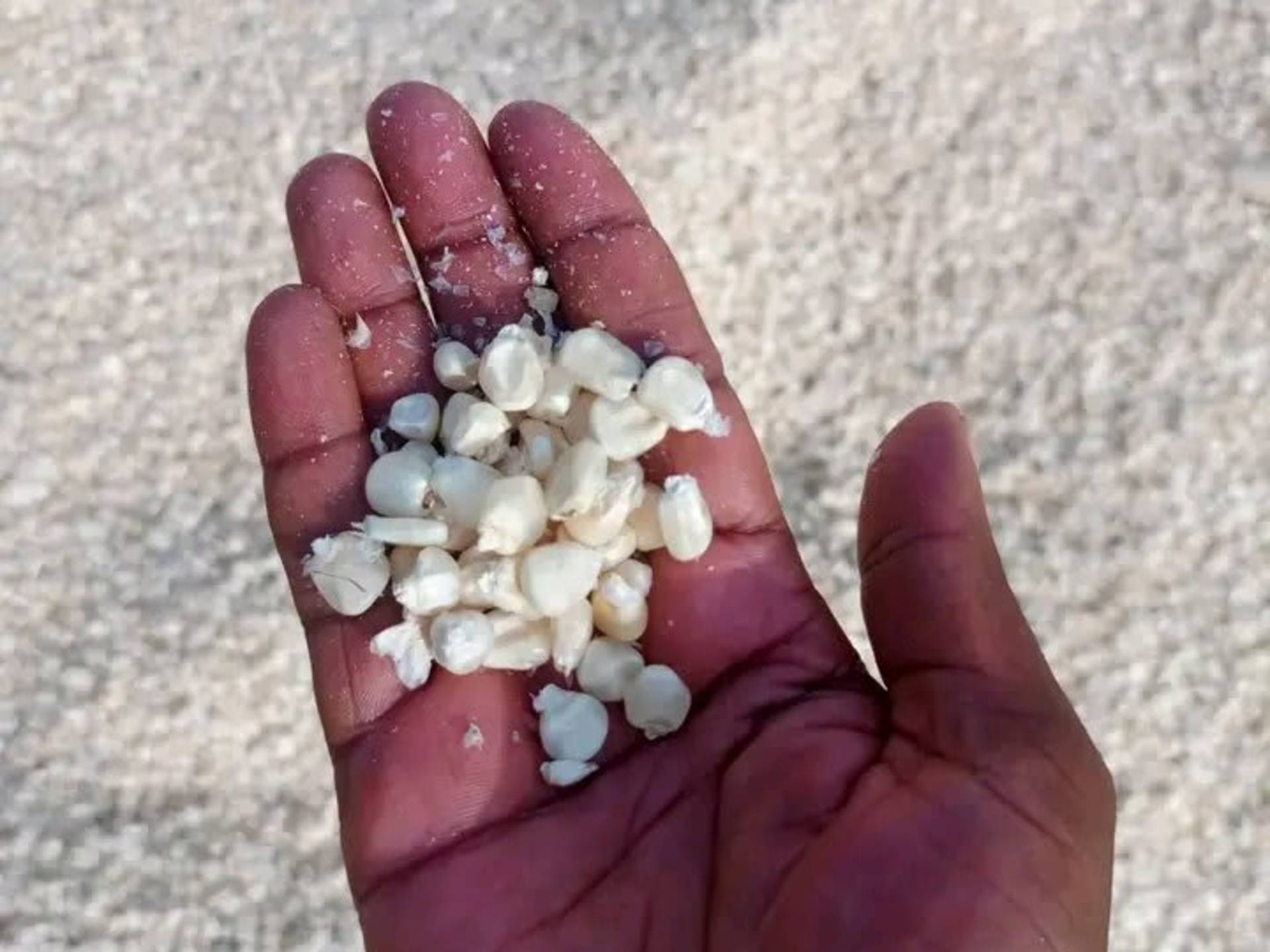 Dry white maize Grade 2