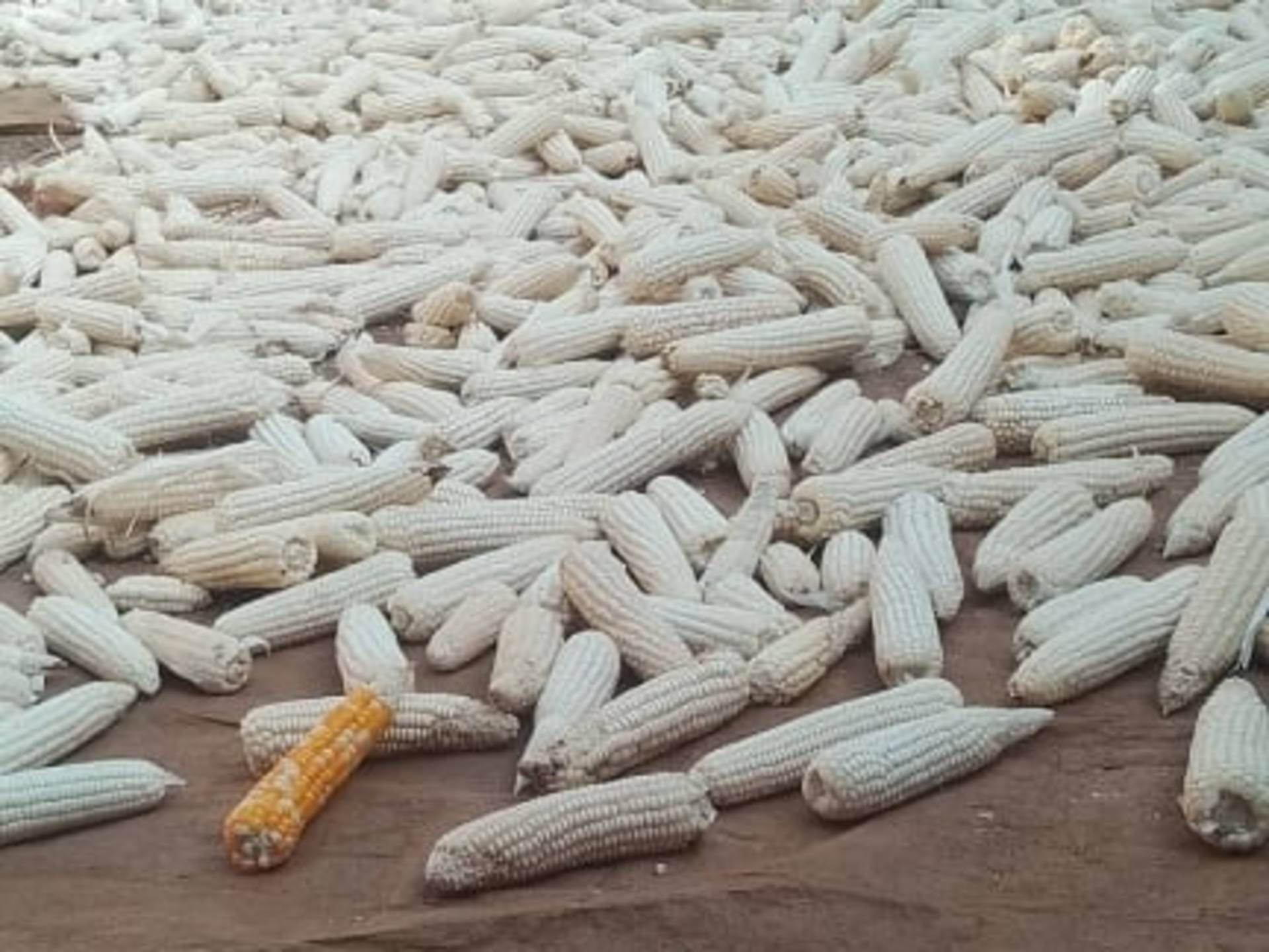 Dry maize
