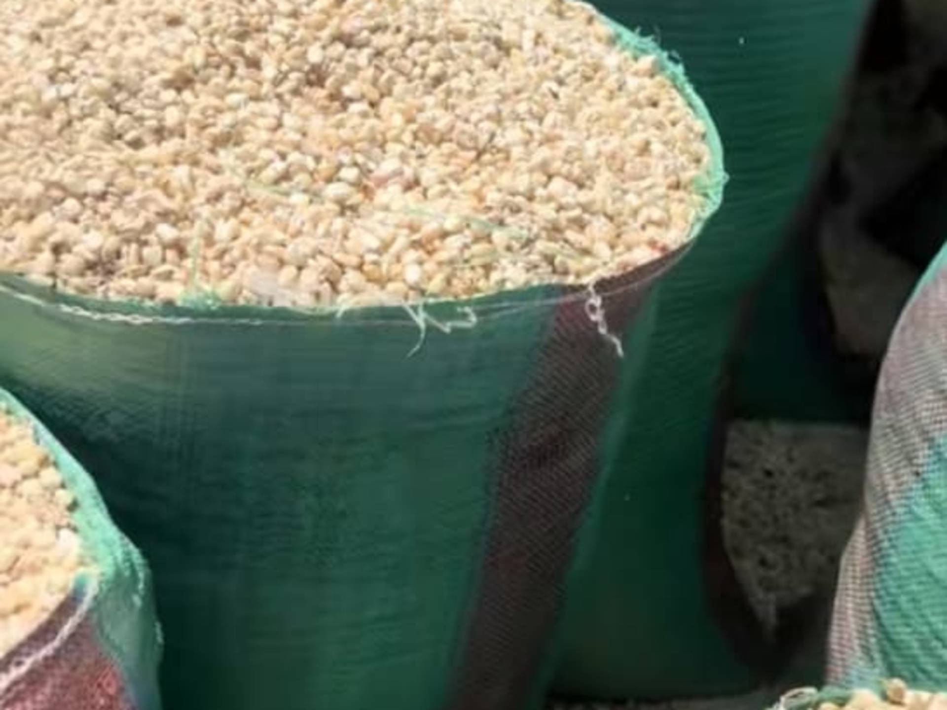 Dry maize 90kg