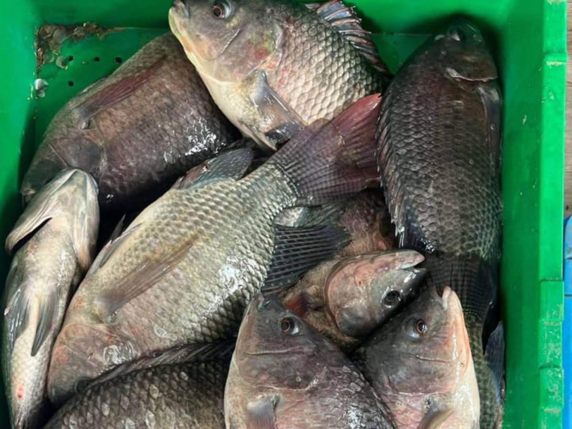 Tilapia fish