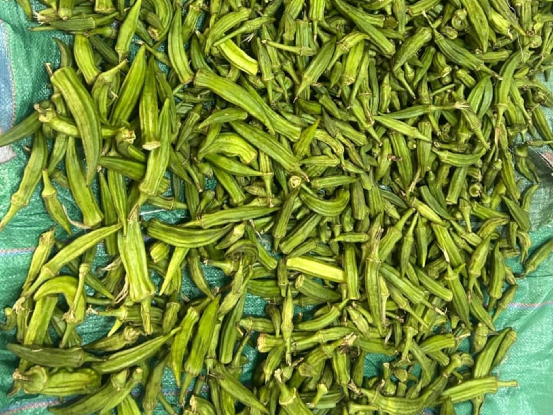 Okra