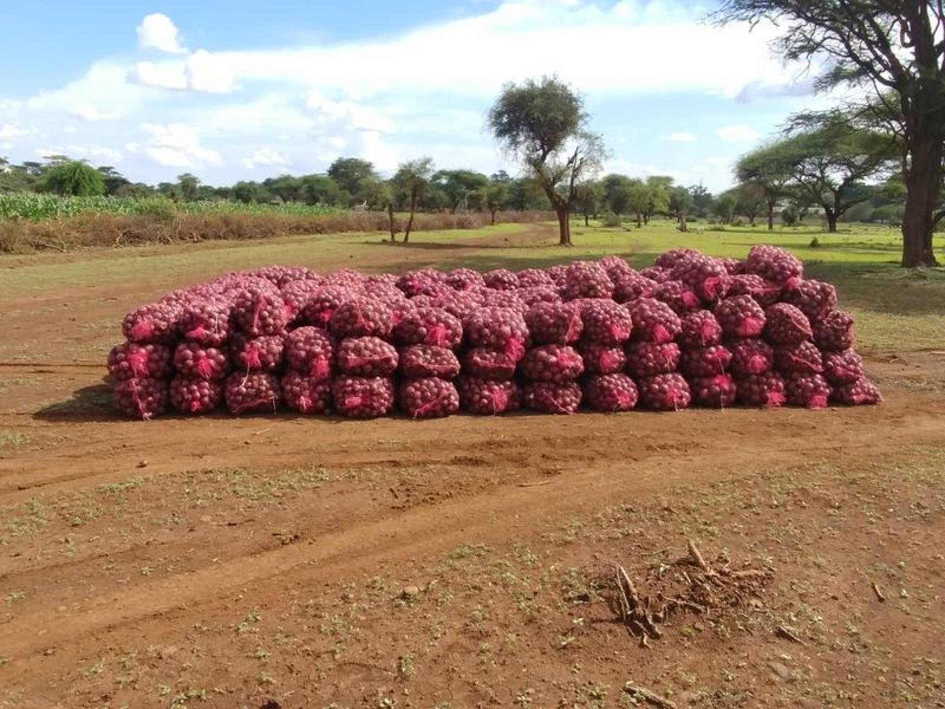 Red onion