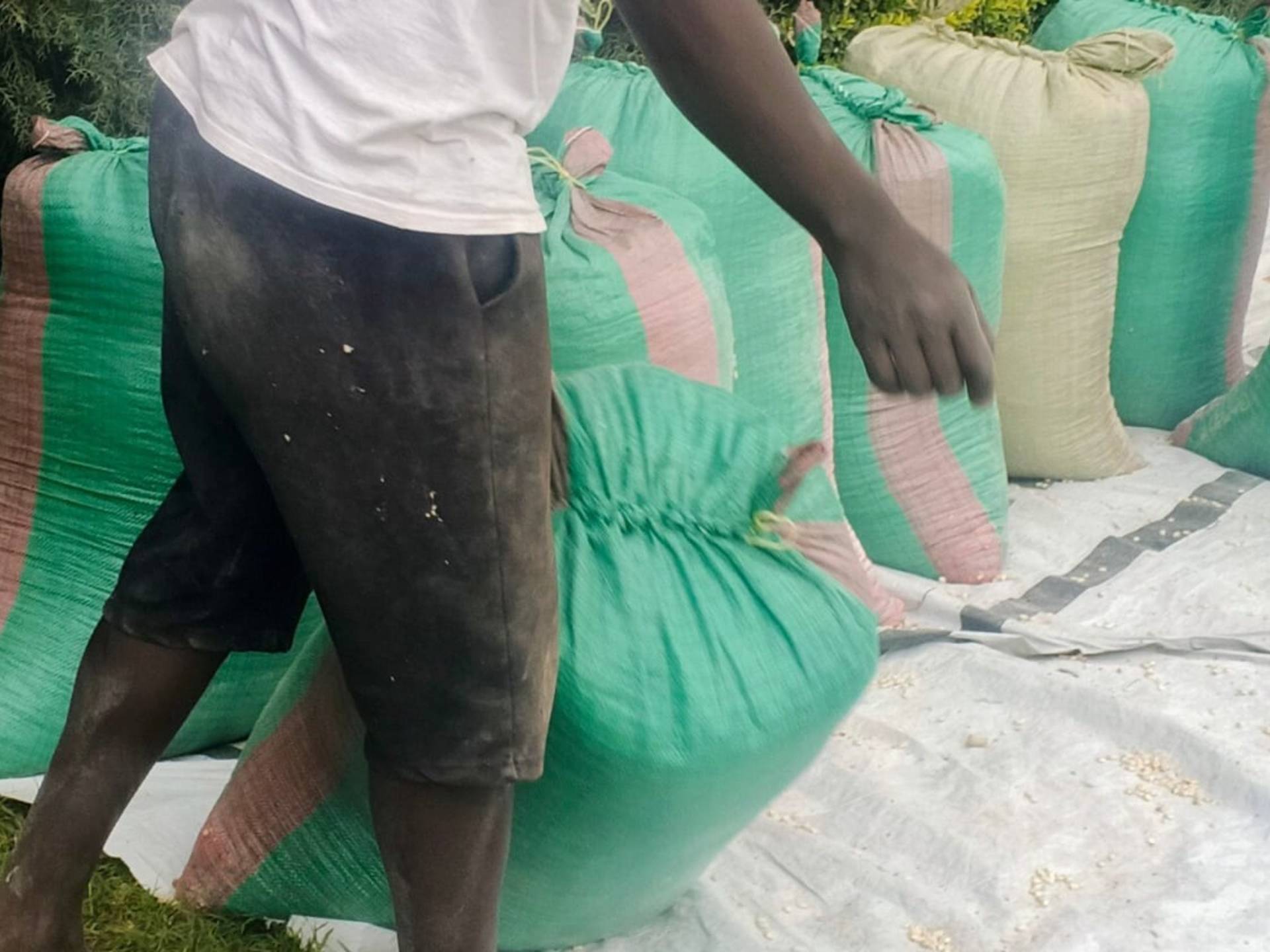 Dry Grade 1 Maize