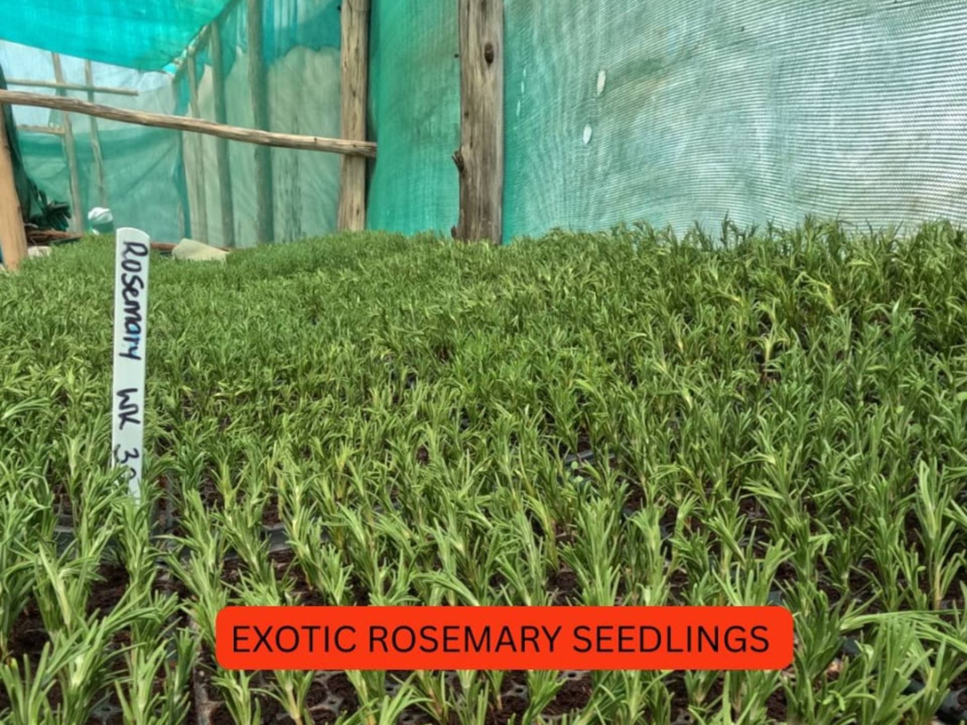 ROSEMARY SEEDLINGS