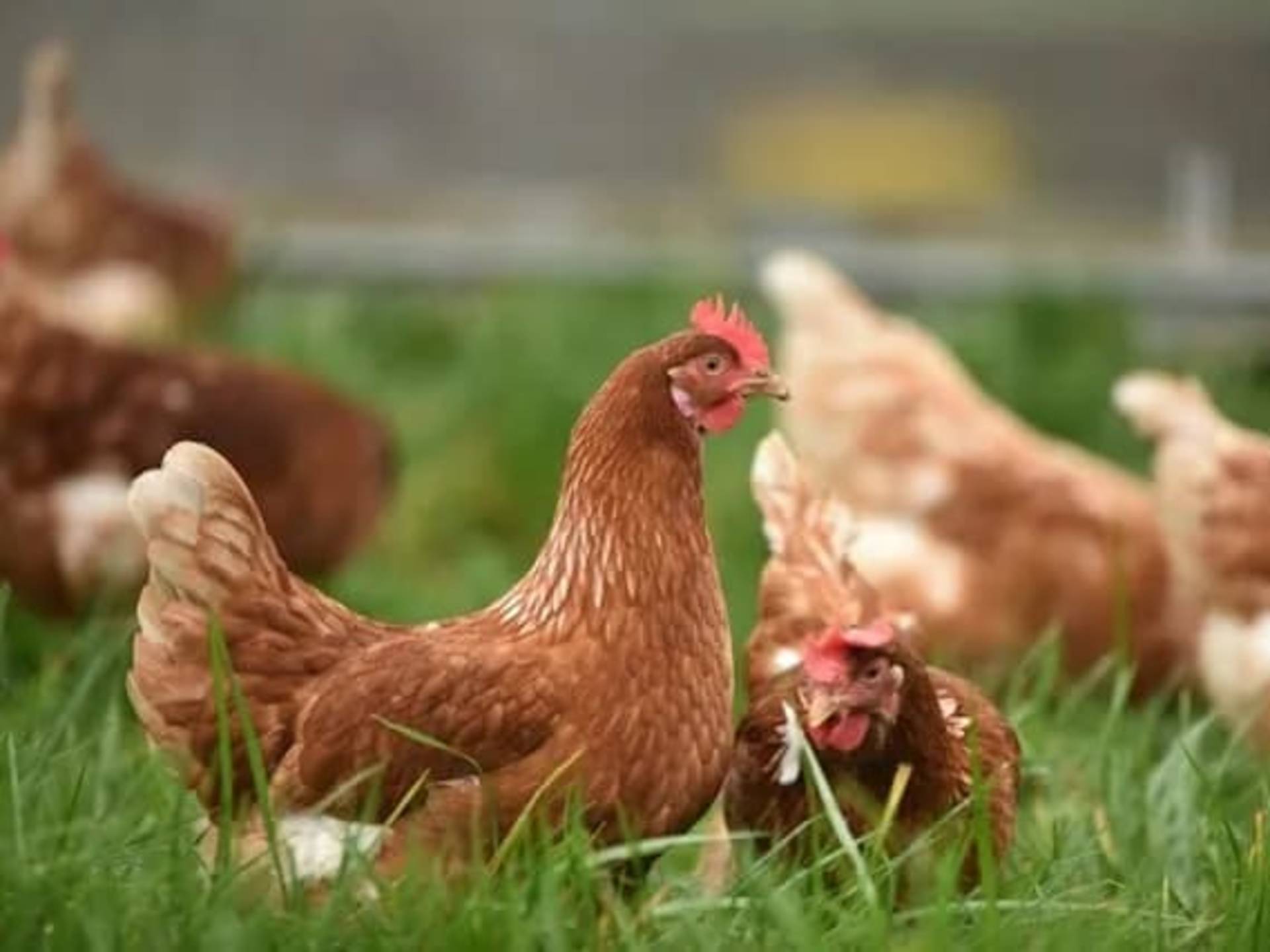Kienyeji Chicken