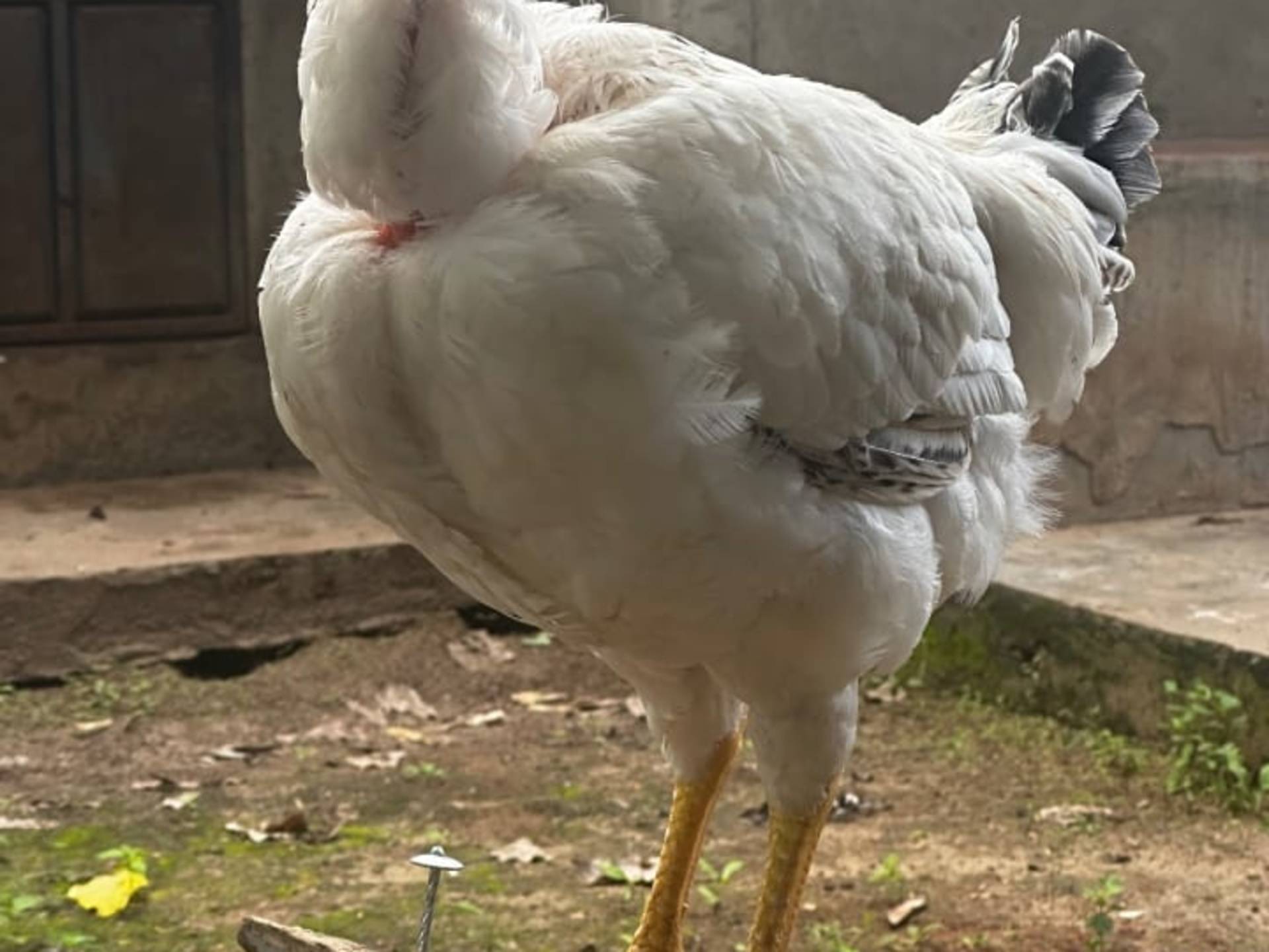Broilers