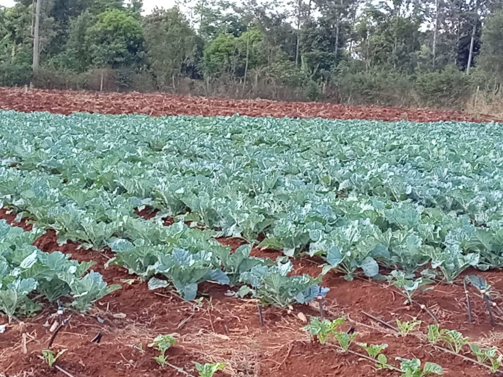 Fresh Sukuma Wiki