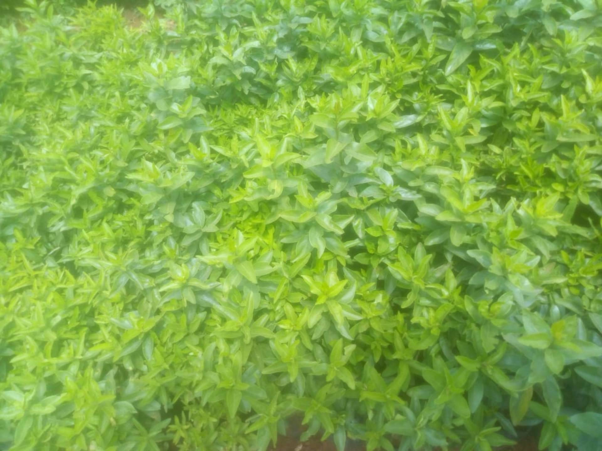 Kei apple seeds and seedlings available
