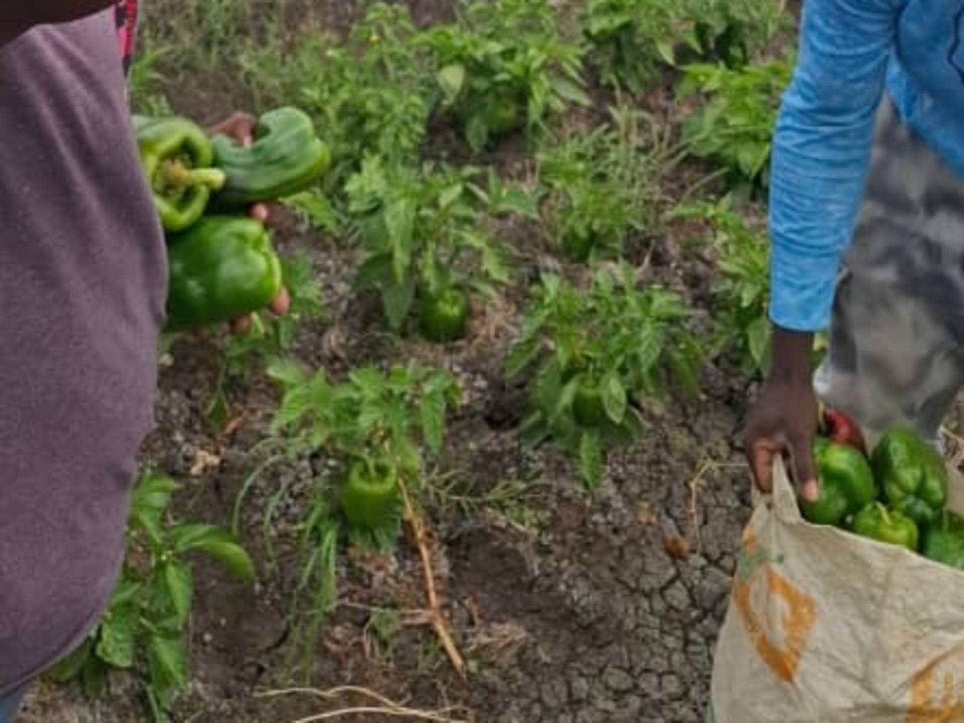 Green, Yellow and Red bell peppers