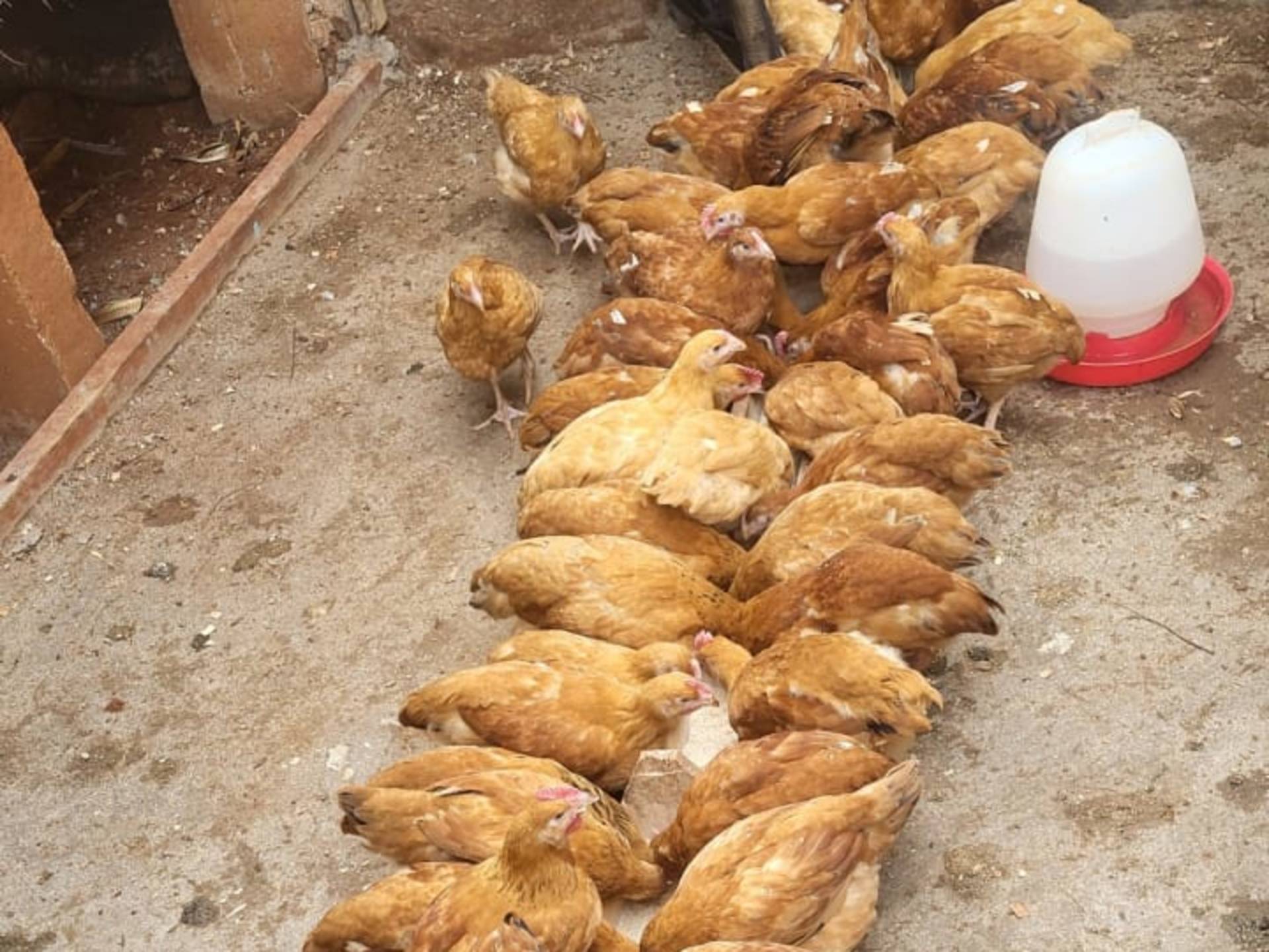 Sasso Kienyeji chicken