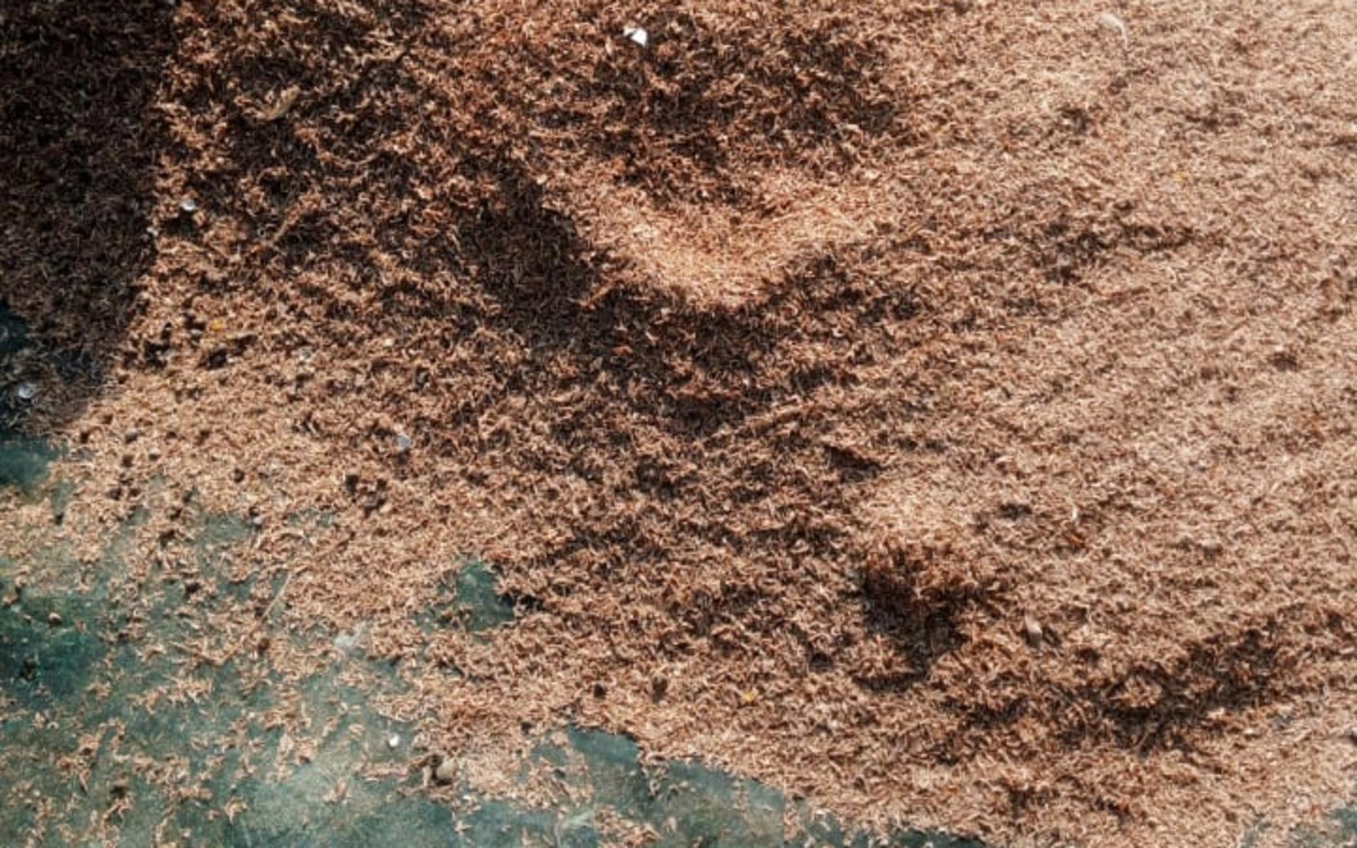 Ochonga