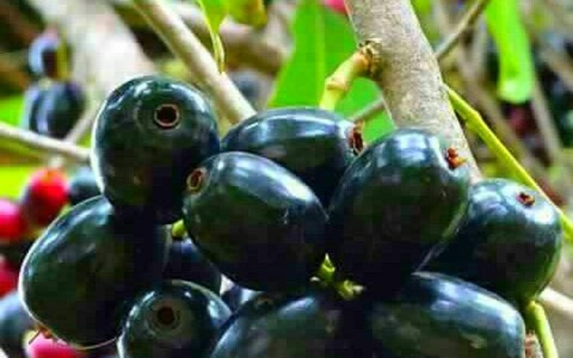 Zambarau/ Syzygium/ Java Plum Seedlings