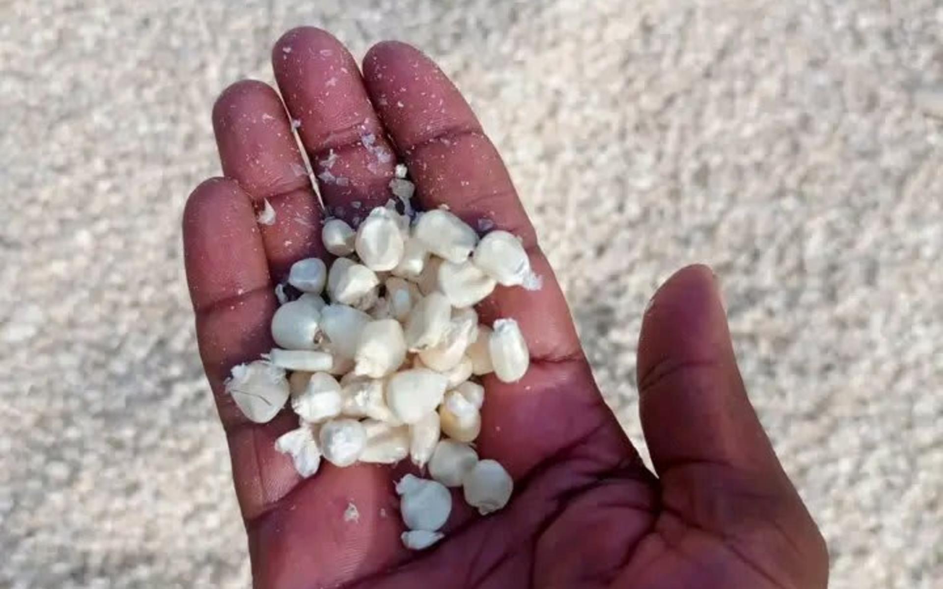 Dry white maize Grade 2