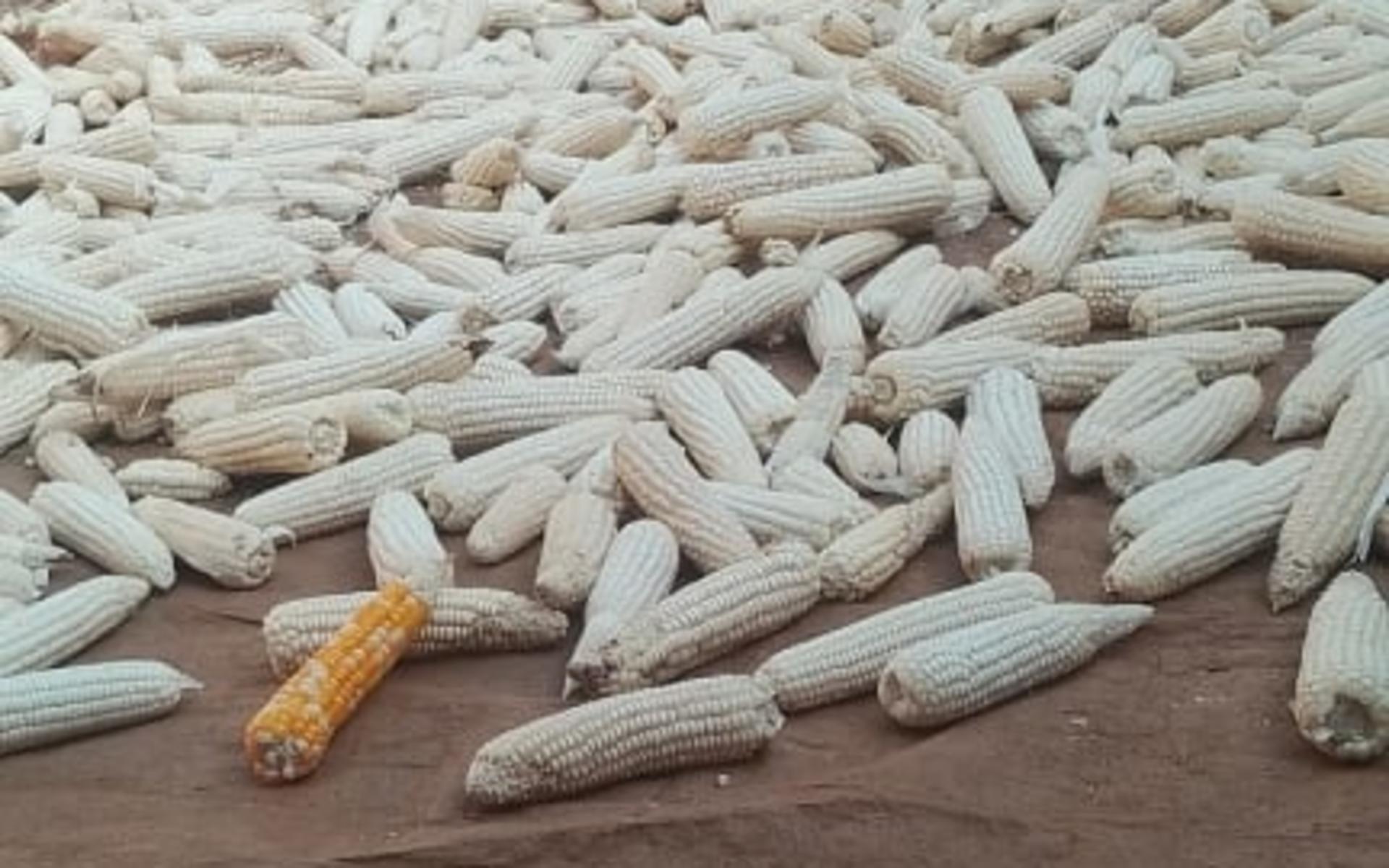 Dry maize