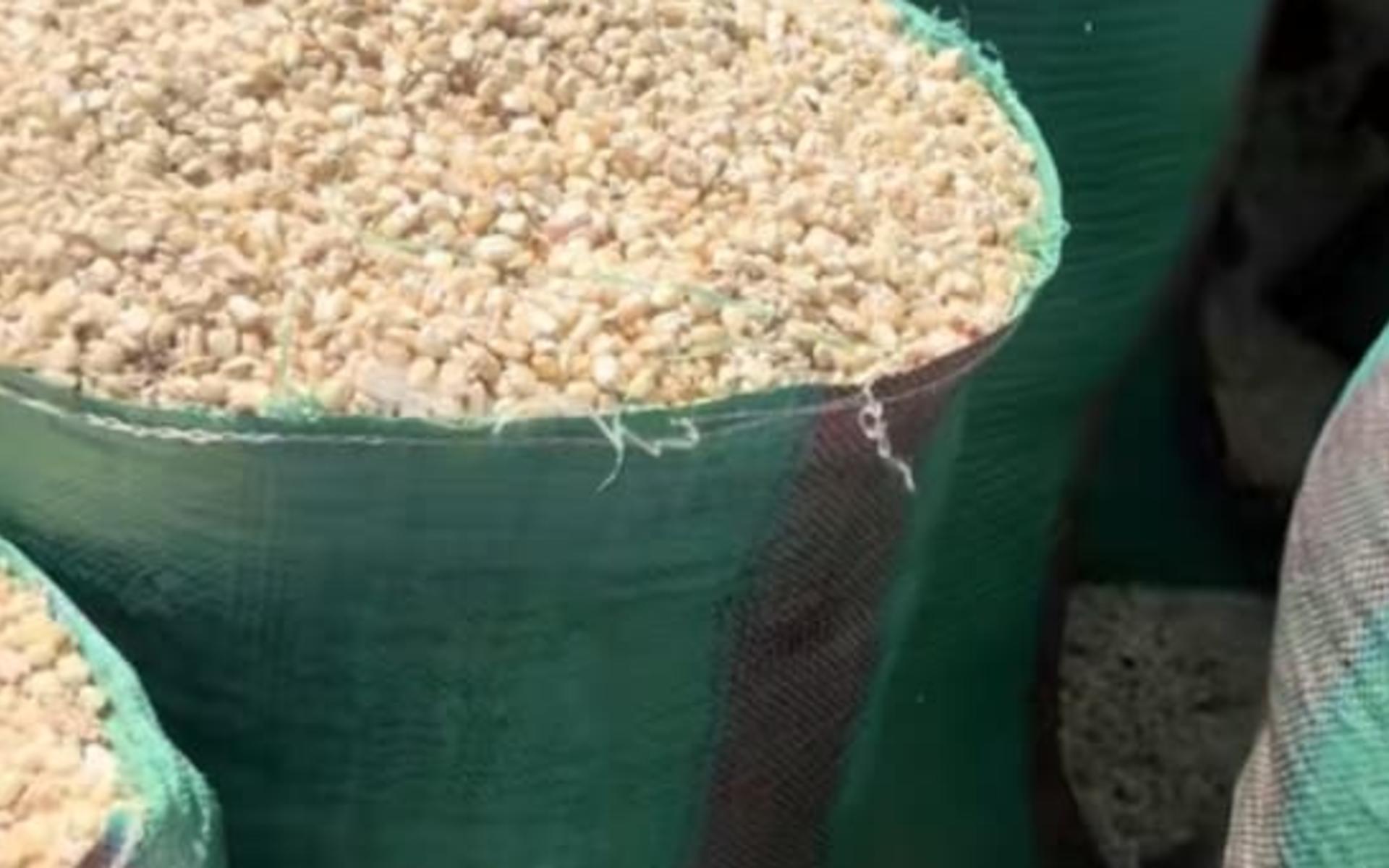 Dry maize 90kg