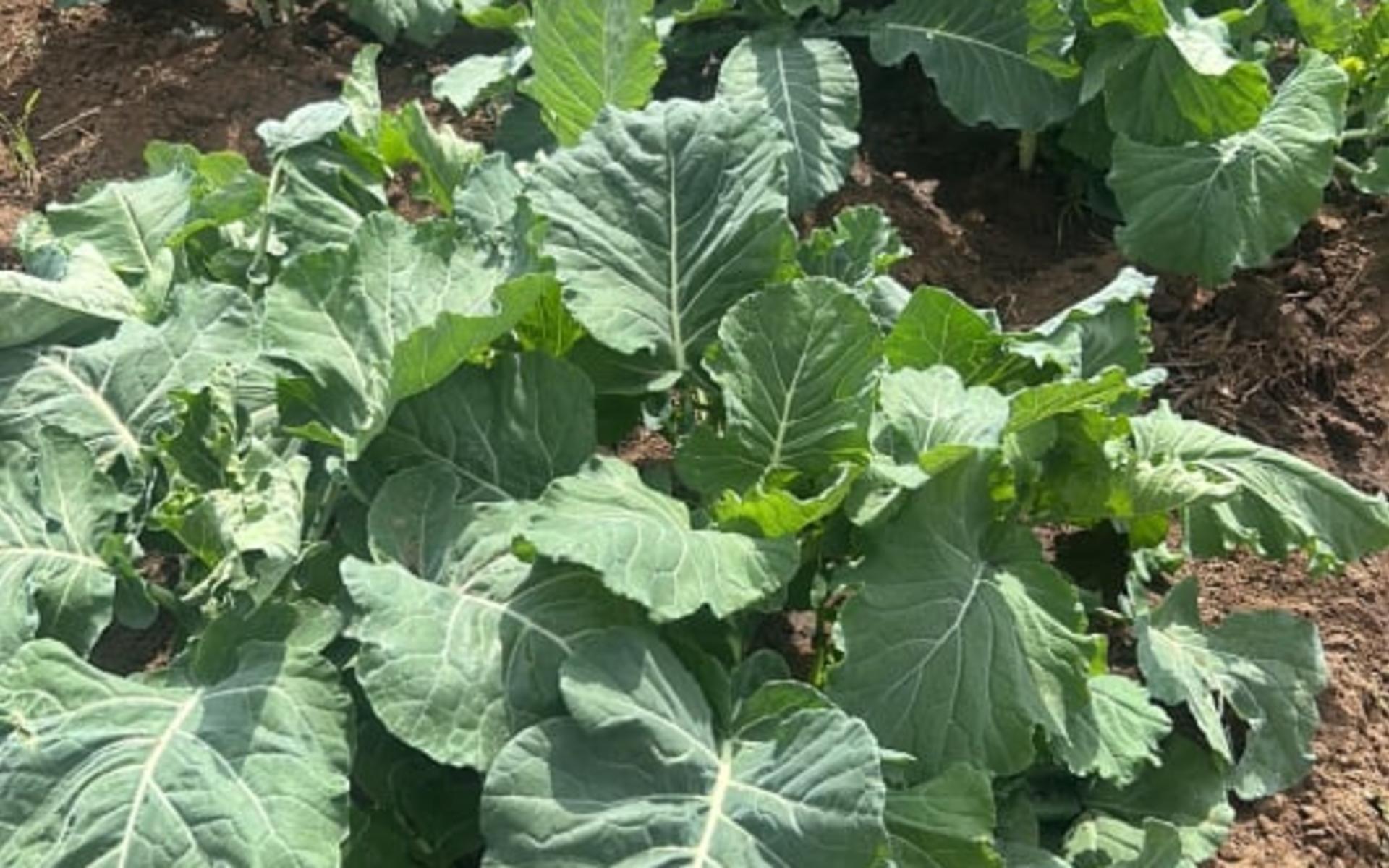 Sukuma