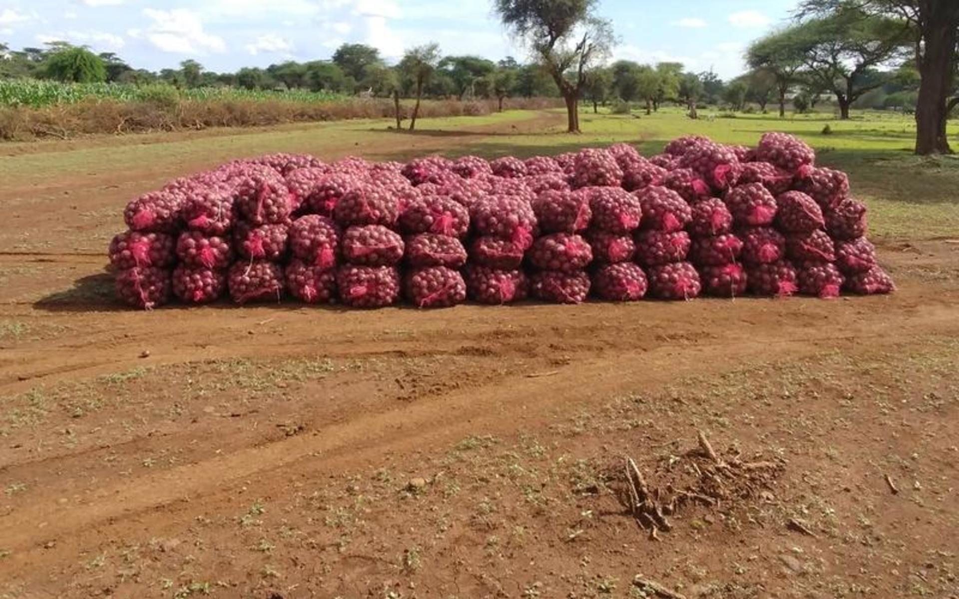 Red onion