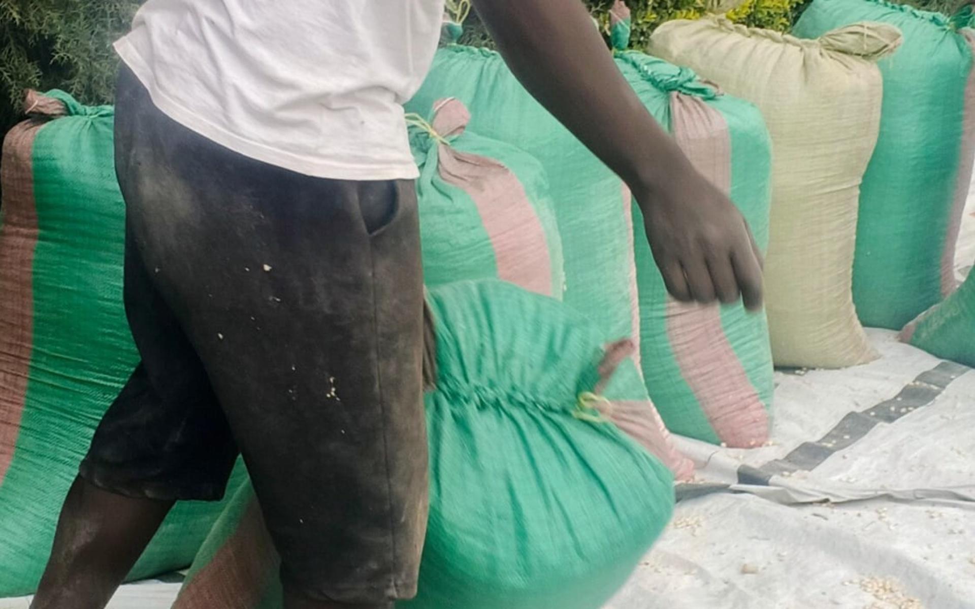 Dry Grade 1 Maize