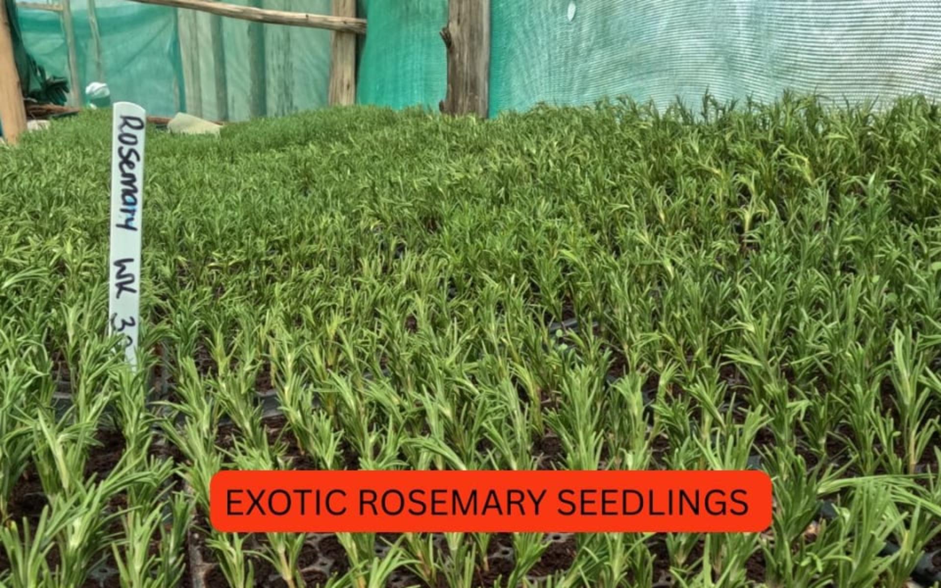 ROSEMARY SEEDLINGS