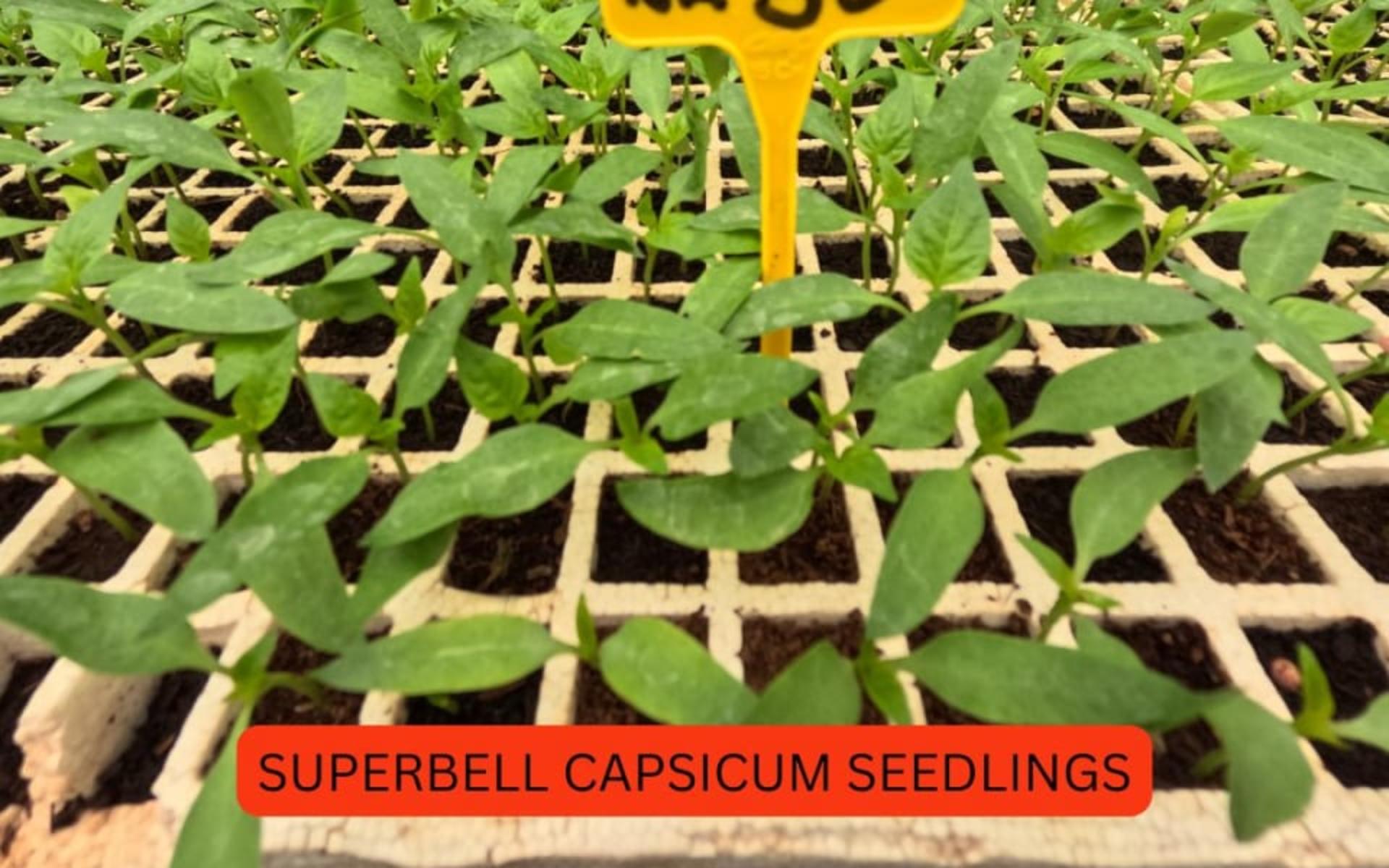 L CAPSICUM SEEDLINGS