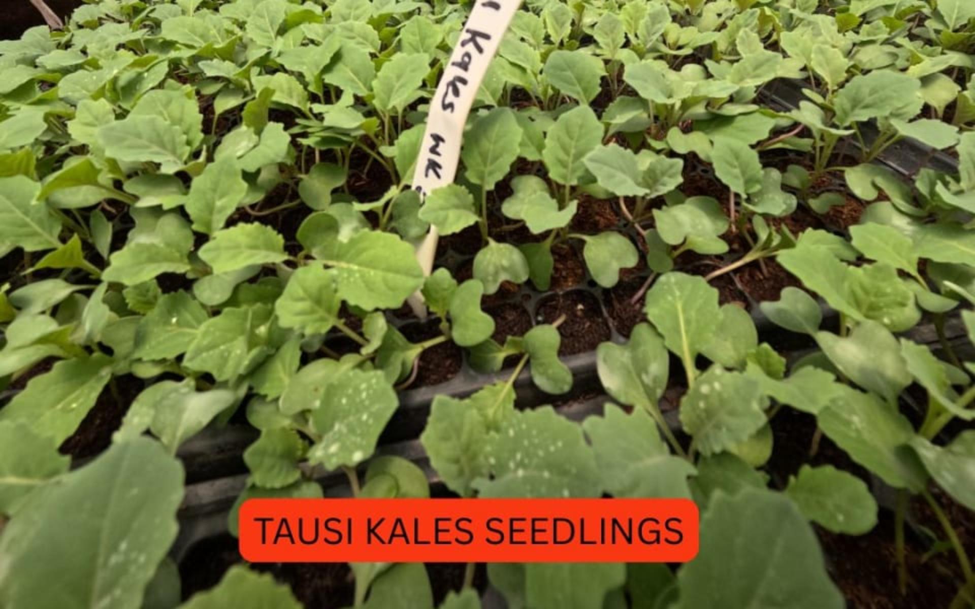 KALES SEEDLINGS