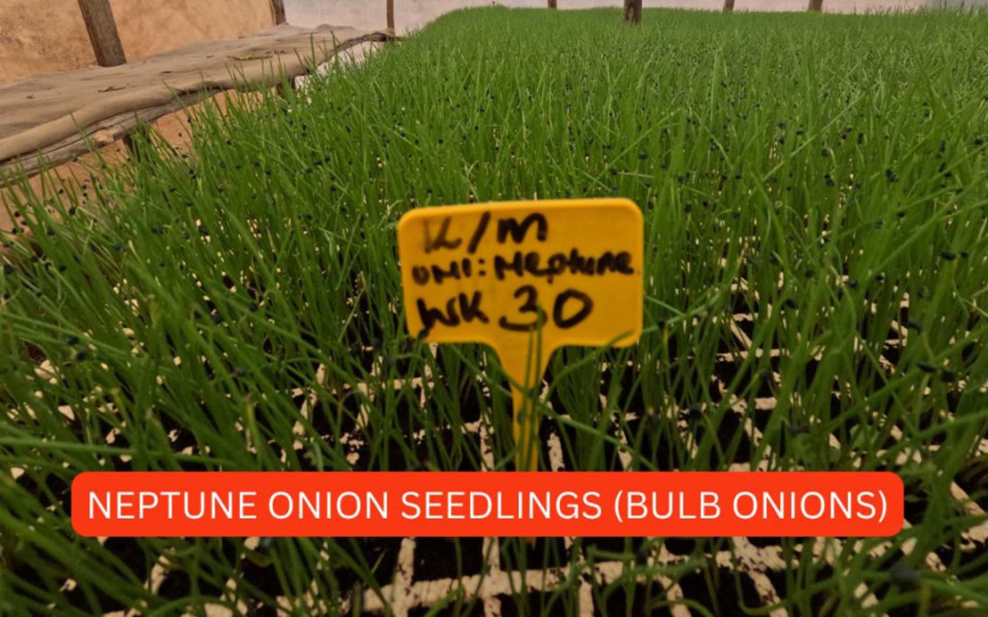 ONION SEEDLINGS