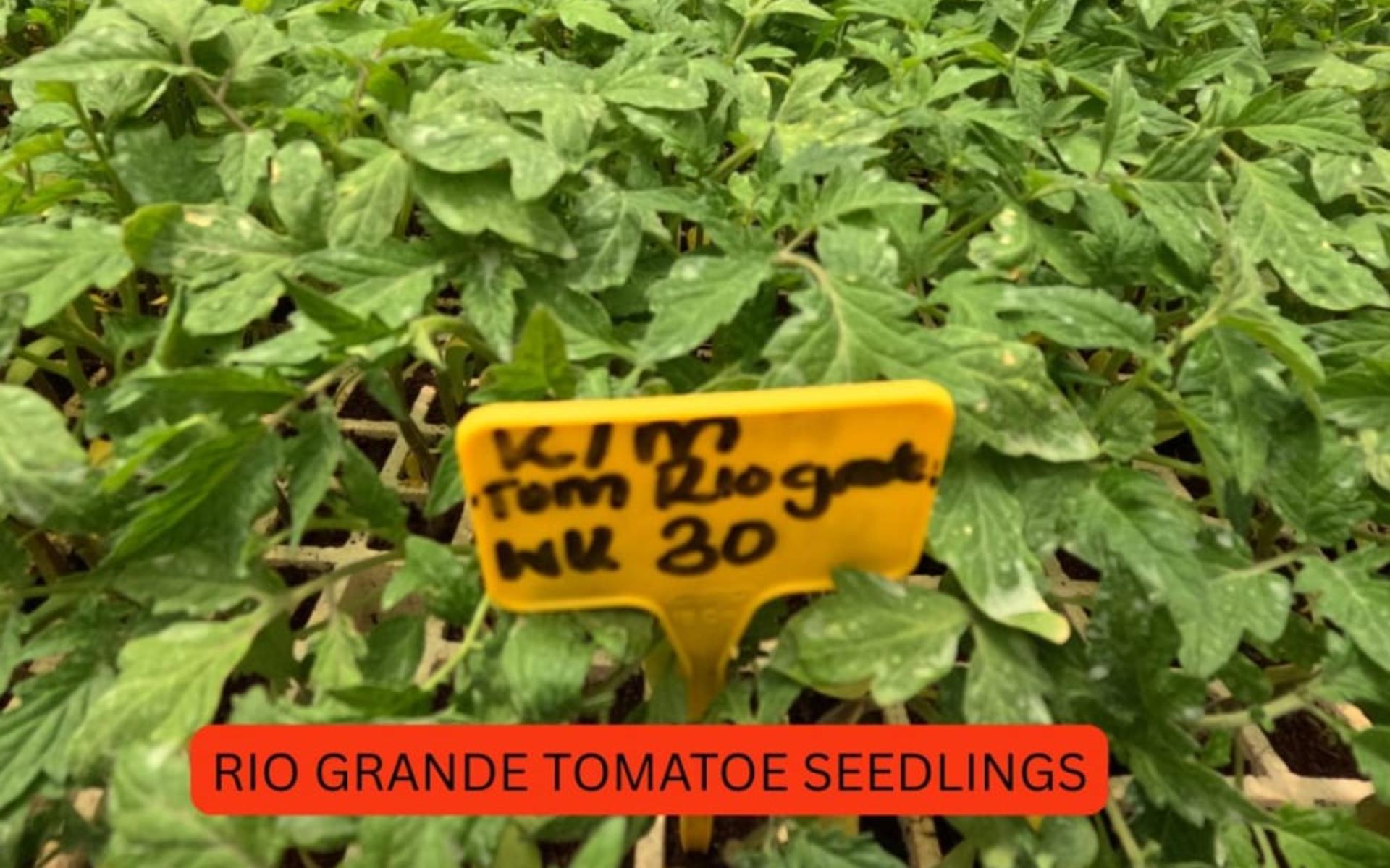 TOMATOE SEEDLINGS