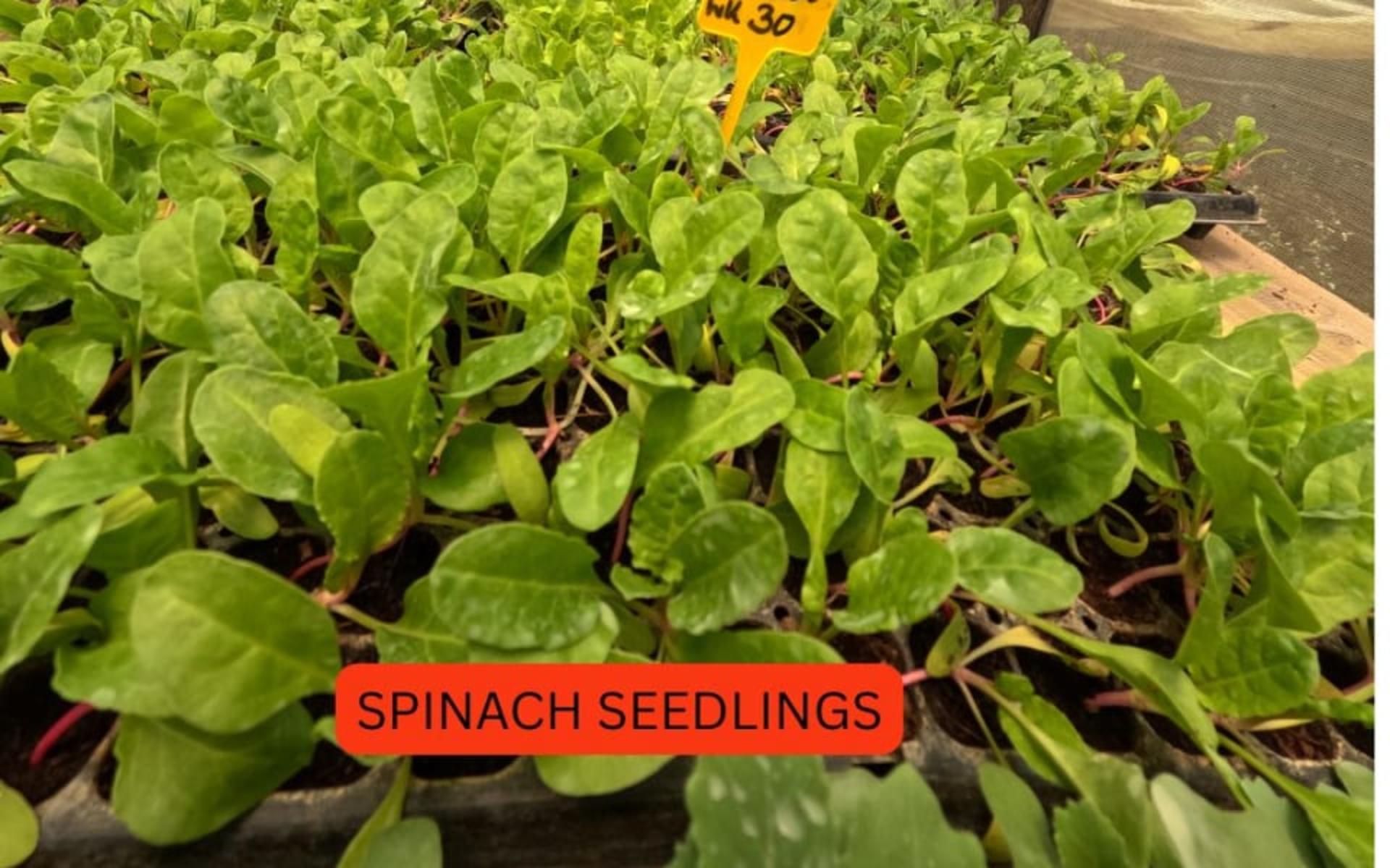 SPINACH SEEDLINGS