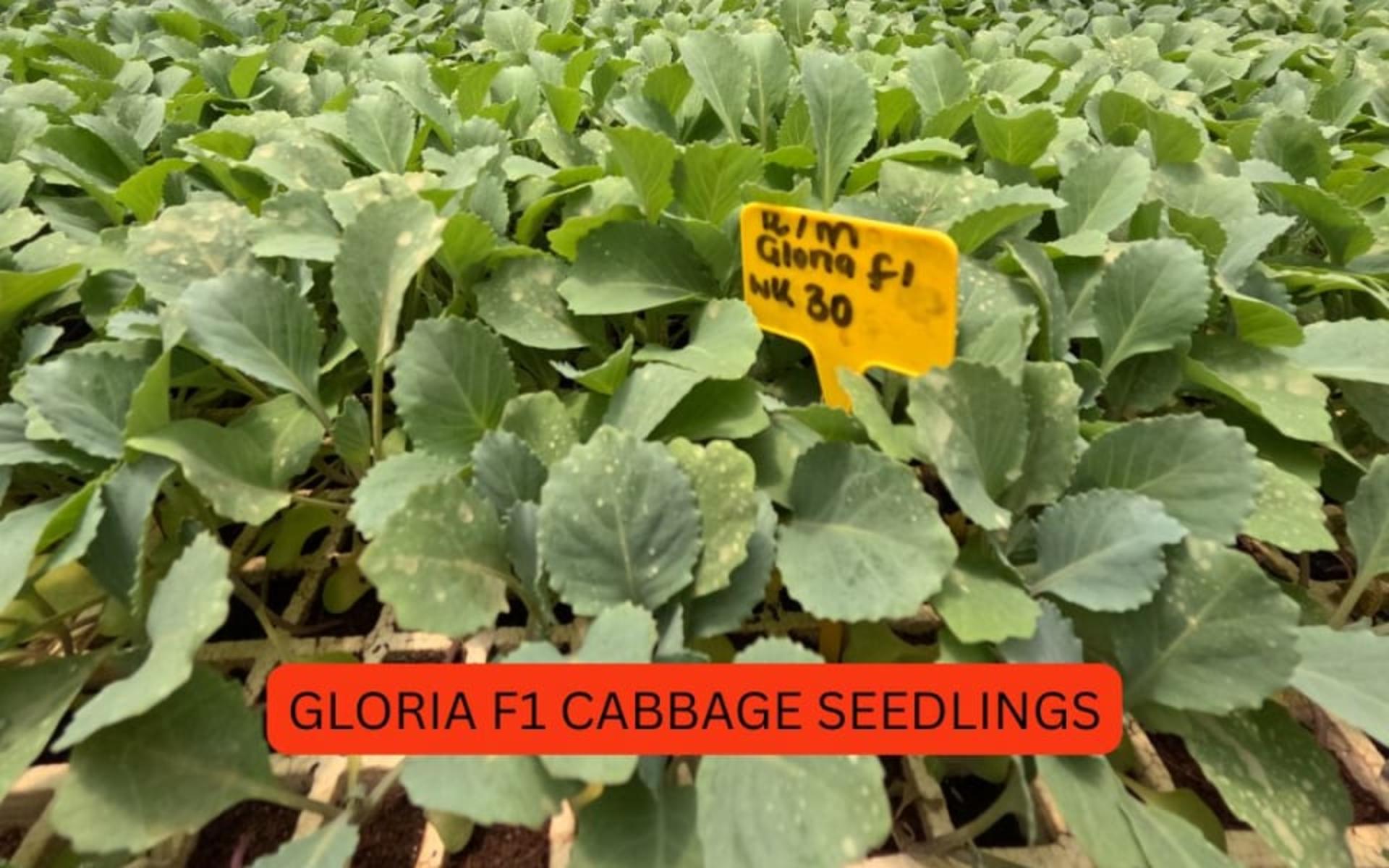 CABBAGE SEEDLINGS