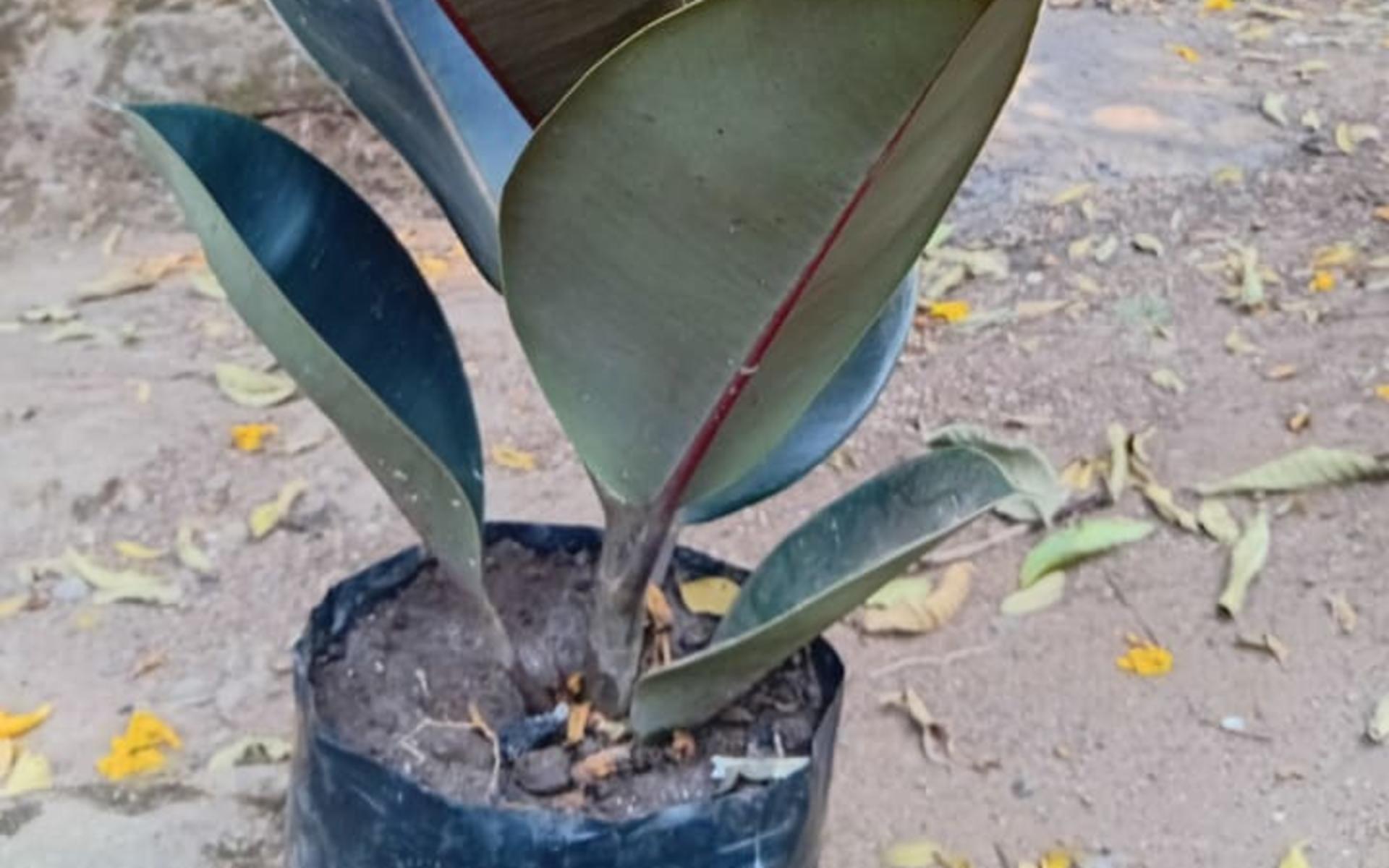 Ficus Elastica