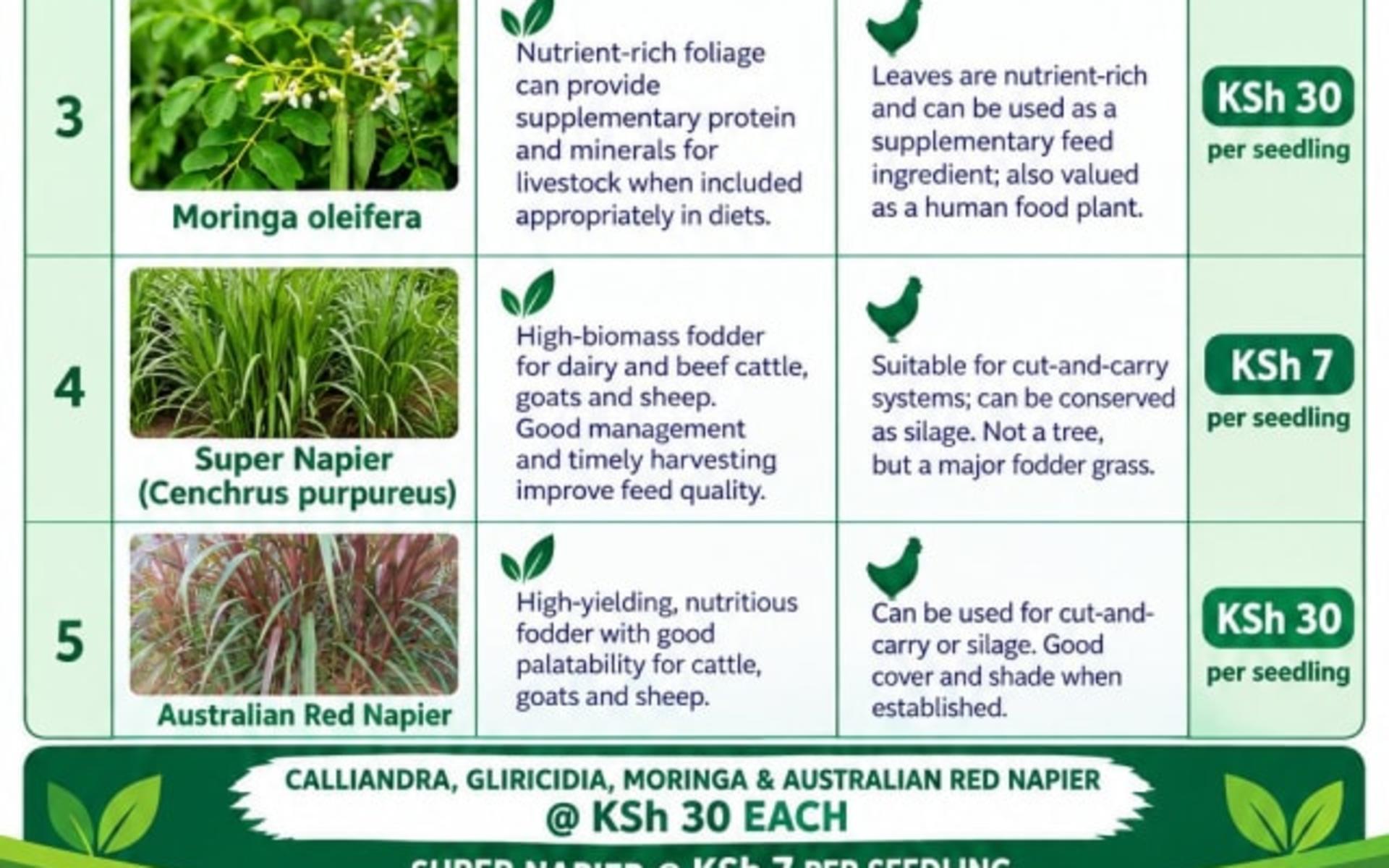 Fodder planting materials