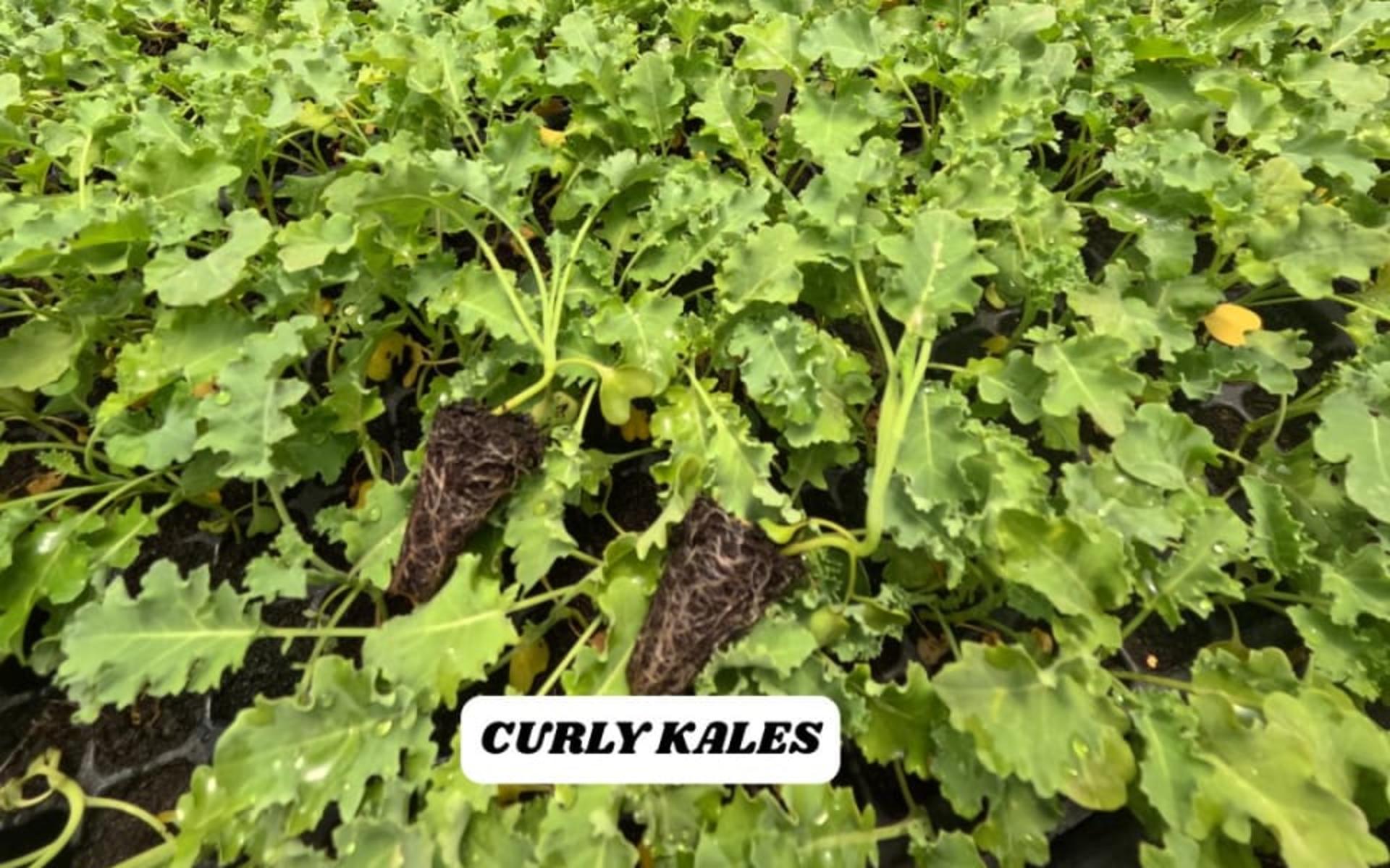 Vegetable Seedlings