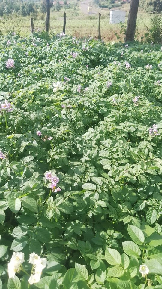 Potatoes