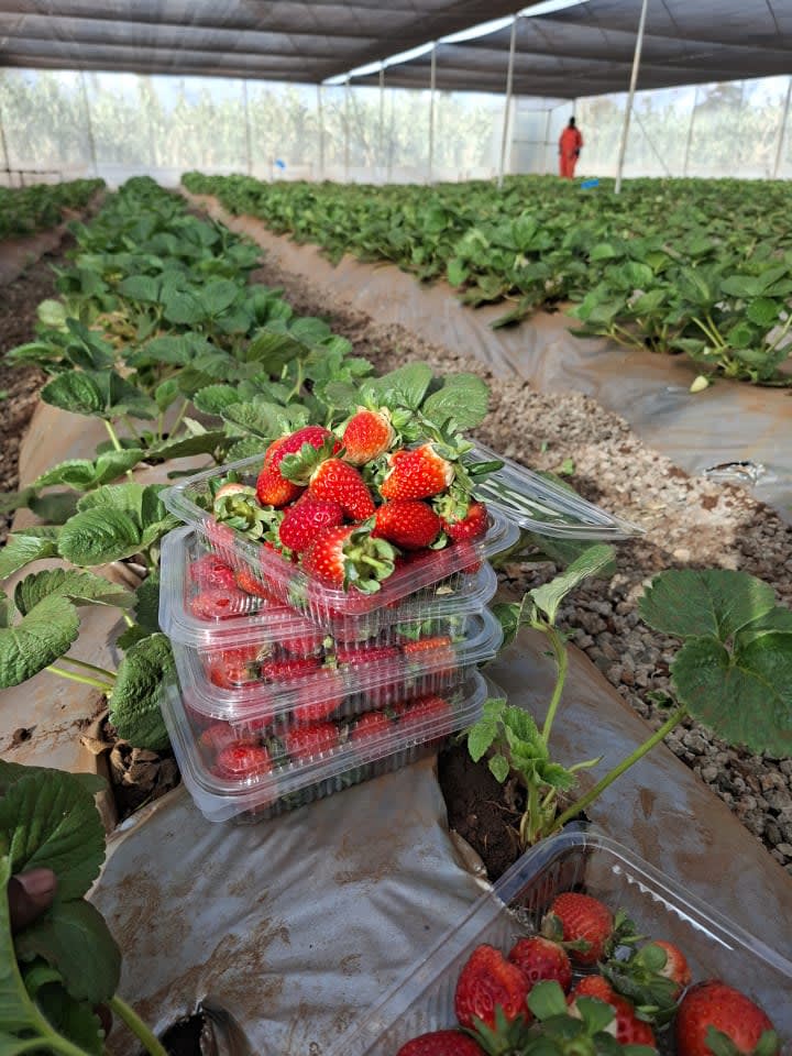 Vegetables and Strawberry seedlings
