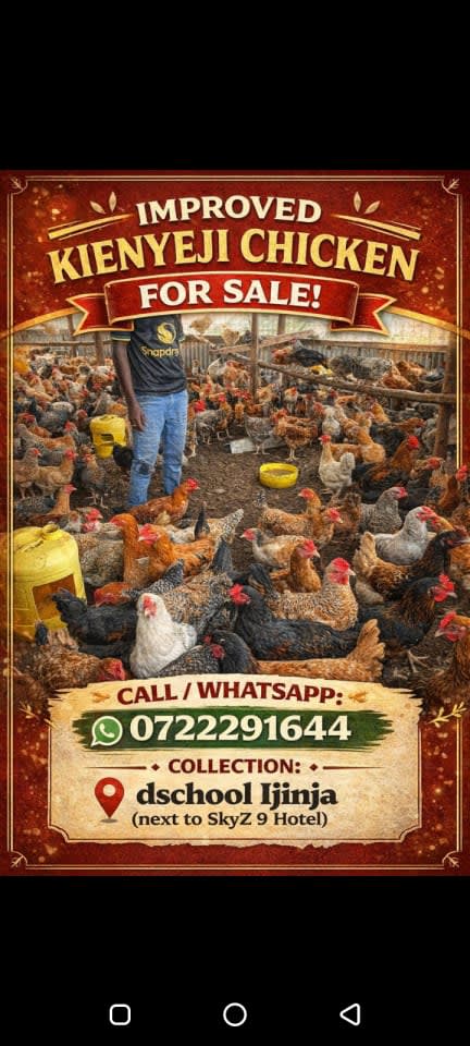 Poultry mature for sale