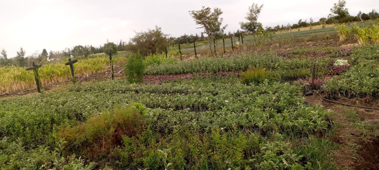 Seedlings