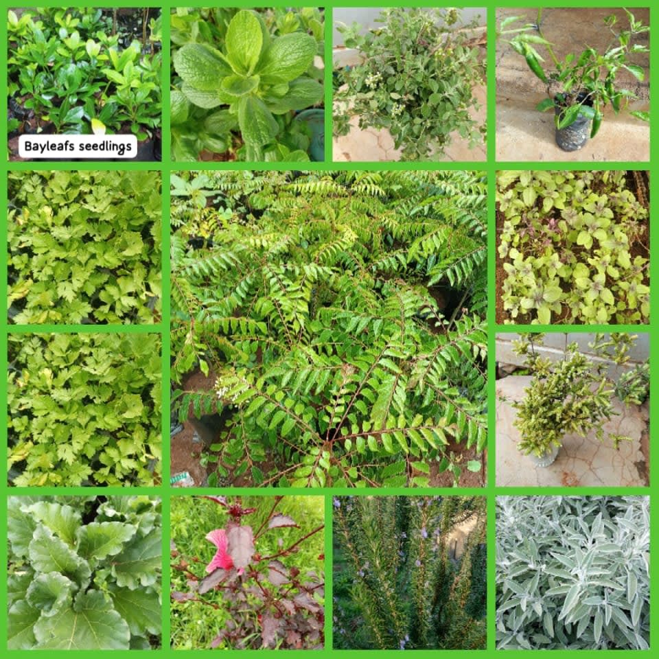 herbs plant,fruit Seedlings,veg seedling,flowers seedling