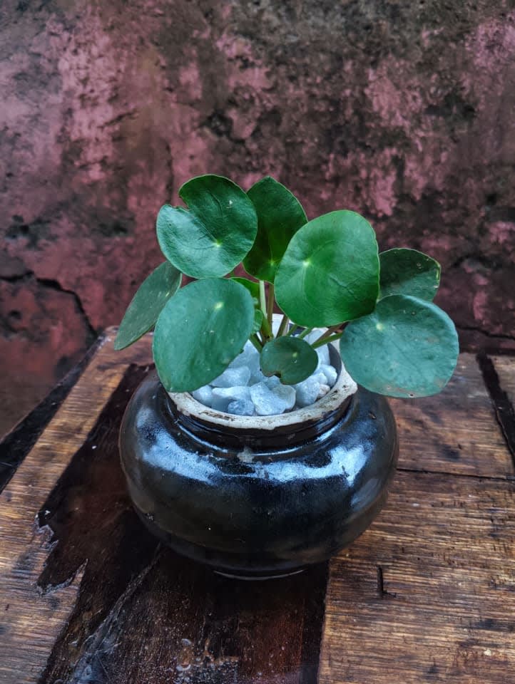 Ornamental house plant- Chinese money plant