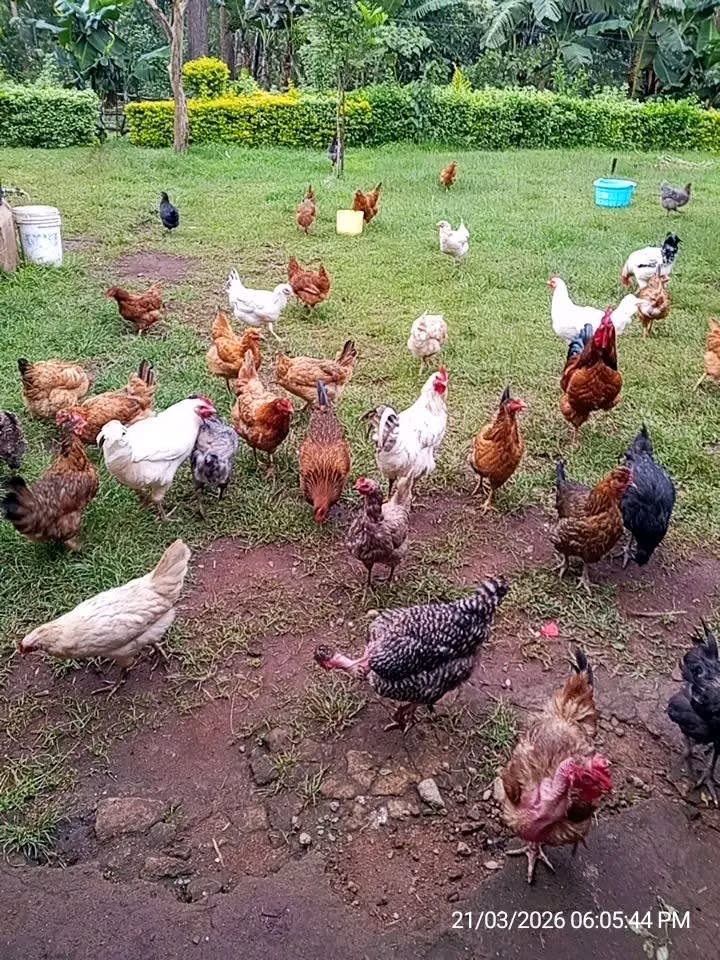 Poultry