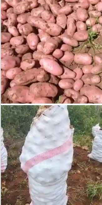 Fresh potatoes