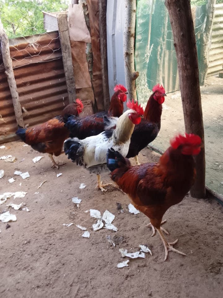 F1 rainbow roosters